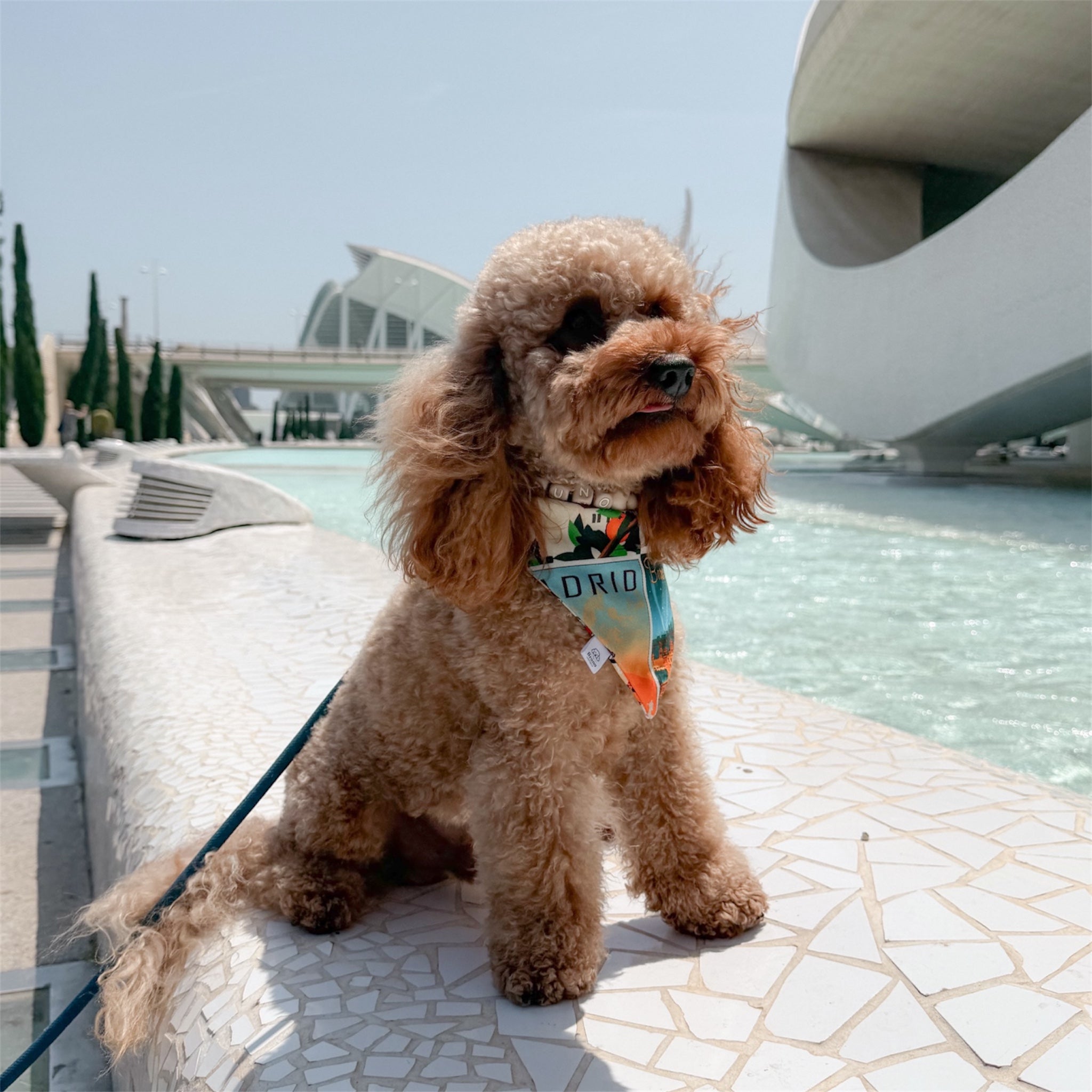 Brown poodle wearing the Postcards of Spain bandana with in Valencia.