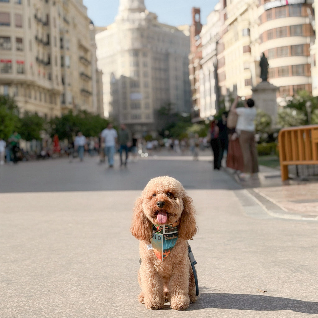 Brown poodle wearing the Postcards of Spain bandana with in Valencia.