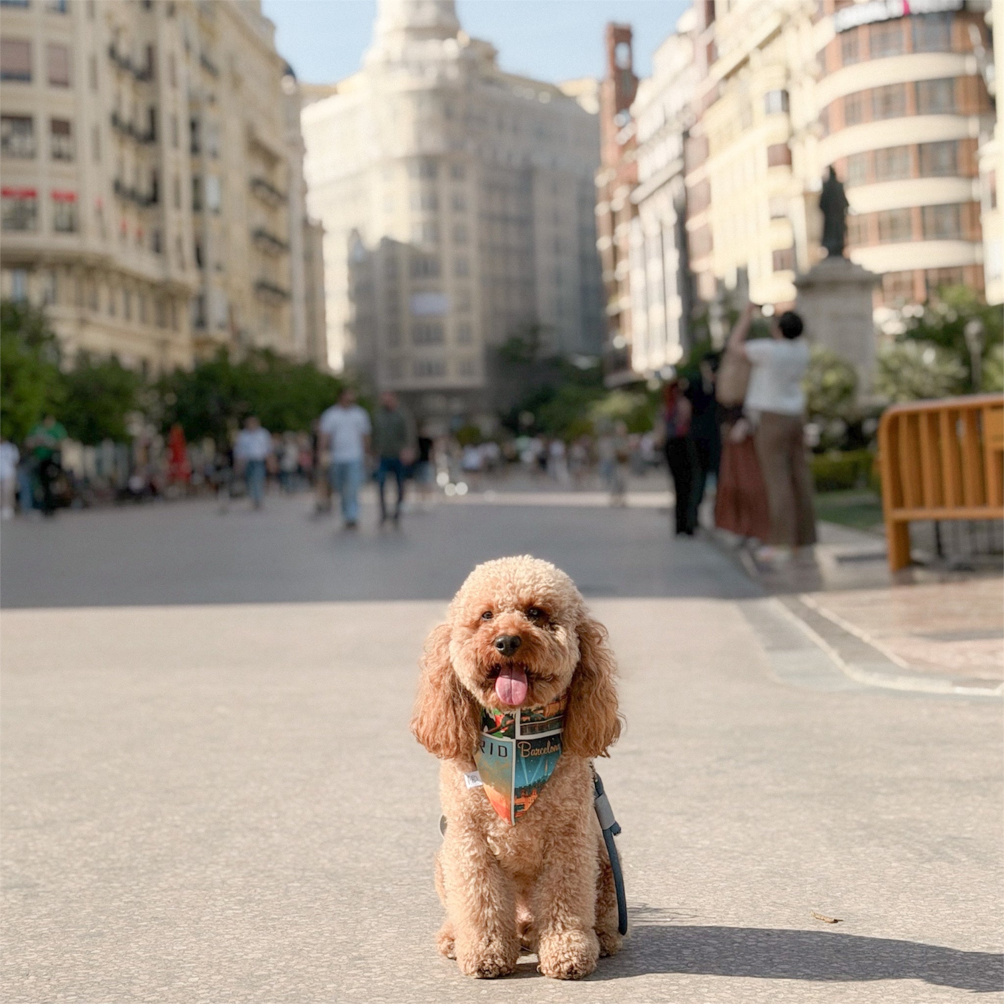 Brown poodle wearing the Postcards of Spain bandana with in Valencia.