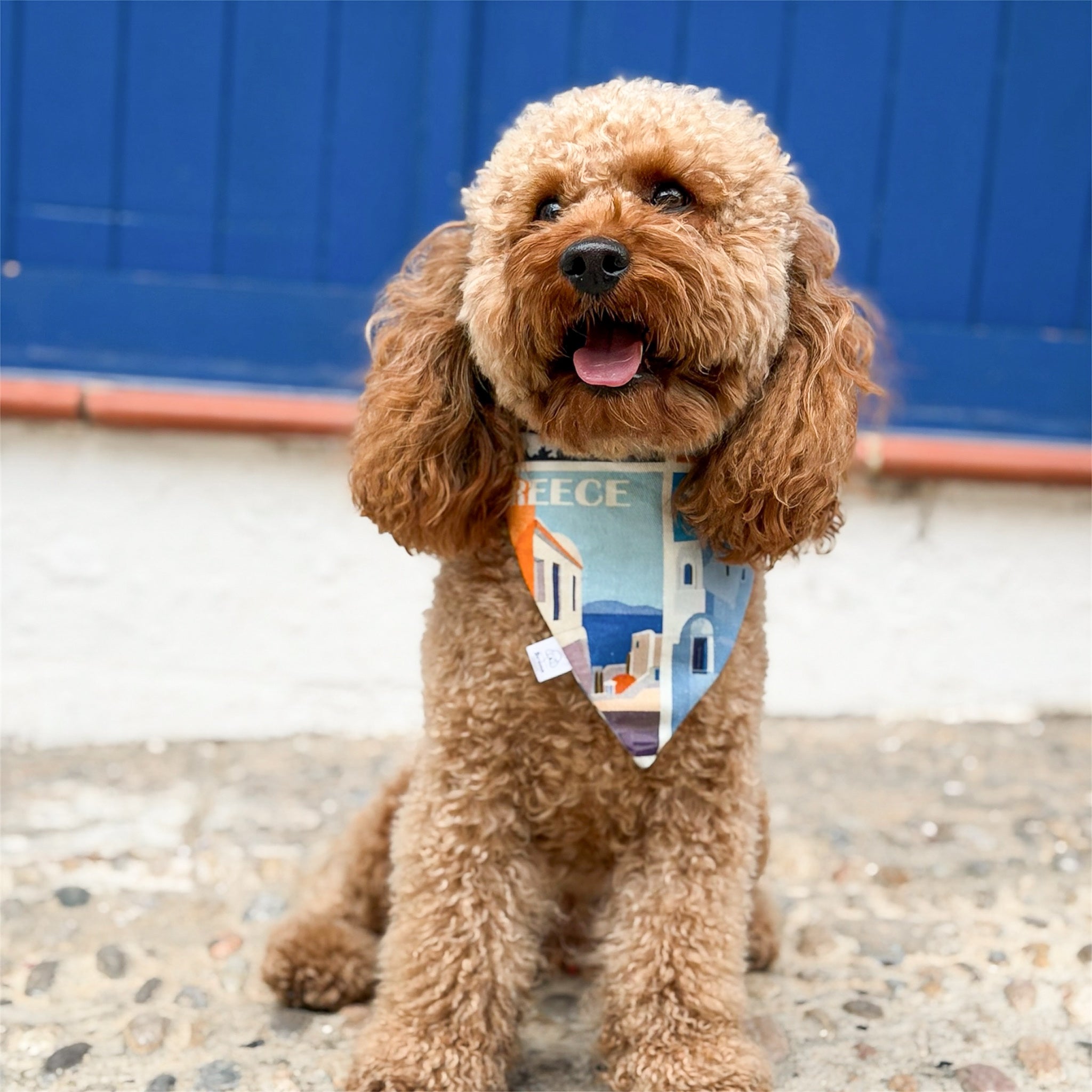 Poodle wearing the Postcards from Greece bandana.