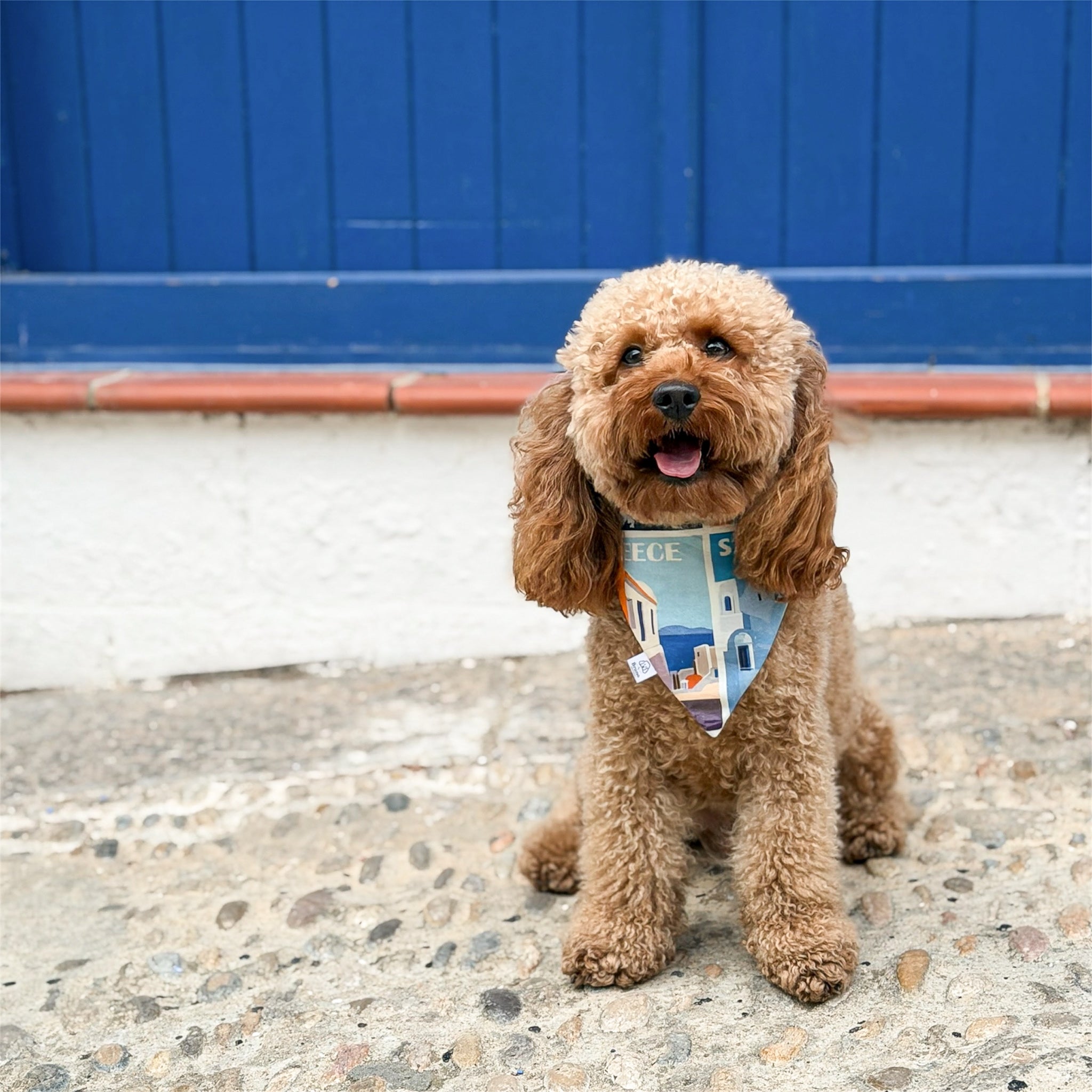 Poodle wearing the Postcards from Greece bandana.
