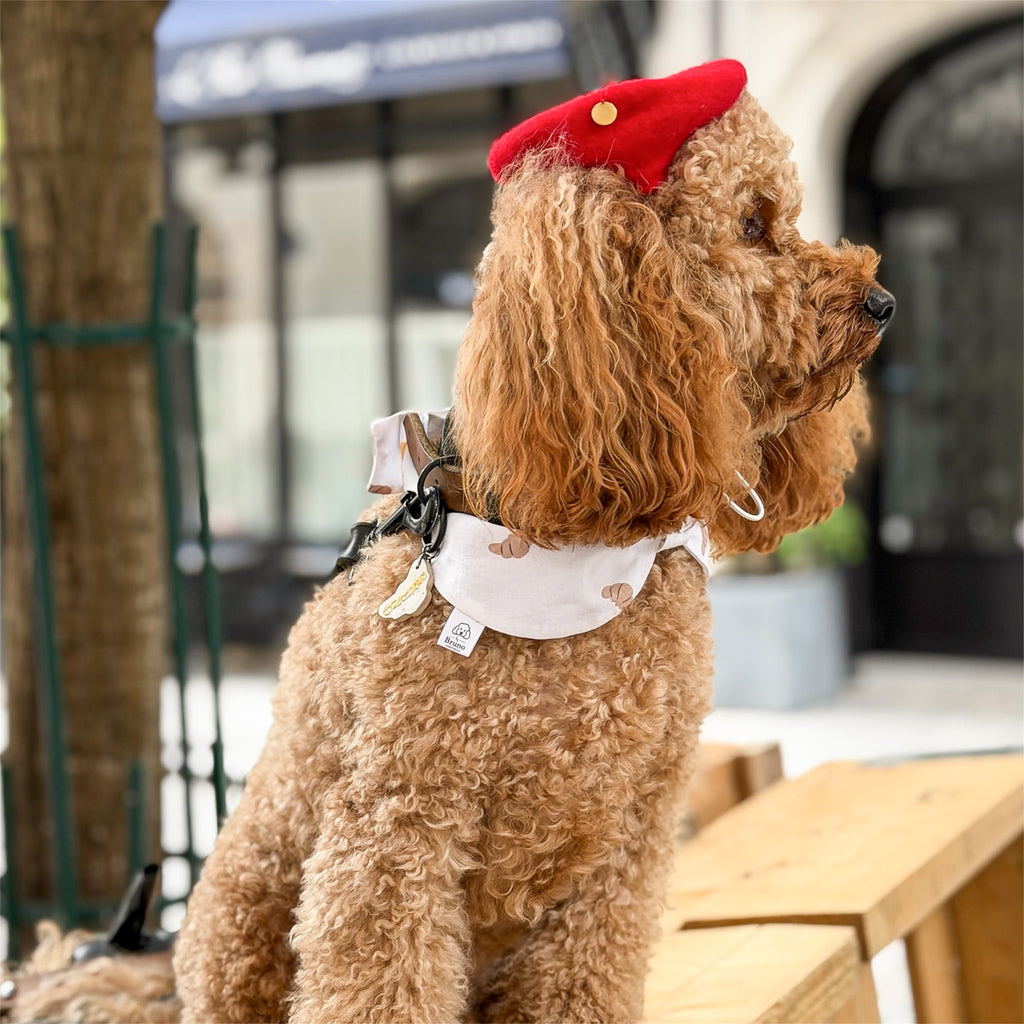 A poodle wearing a bowdana with croissants In Paris.