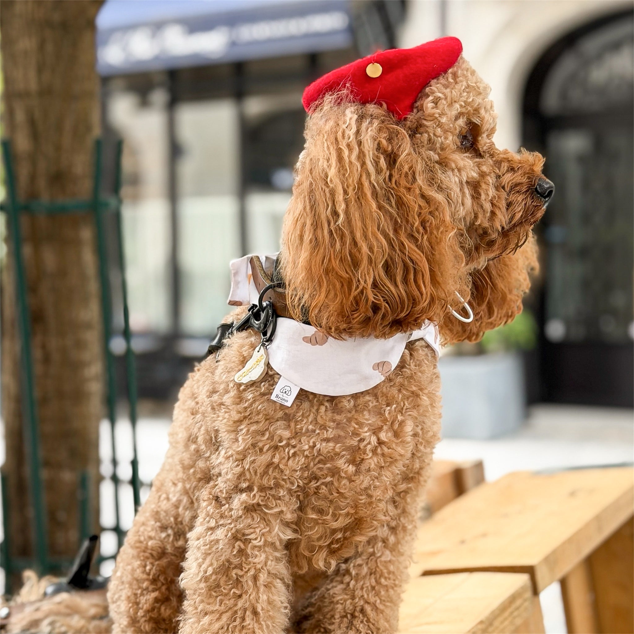 A poodle wearing a bowdana with croissants In Paris.