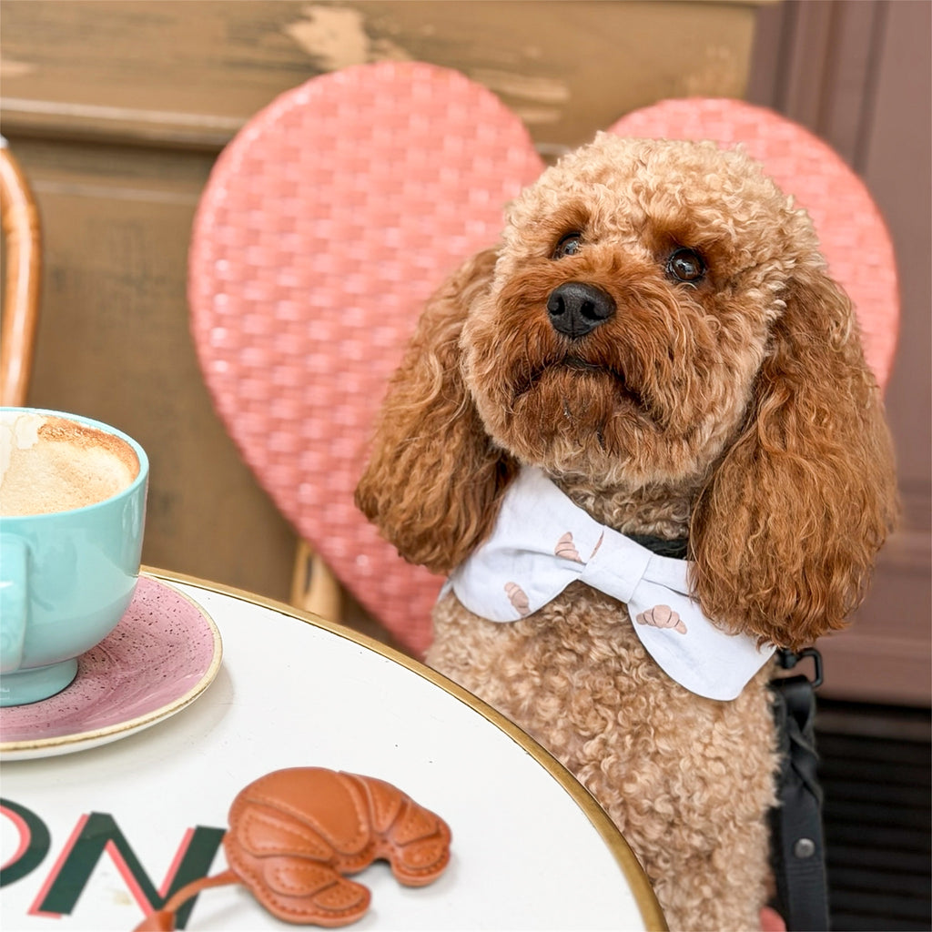 A poodle wearing a bowdana with croissants and sitting in a Paris cafe.