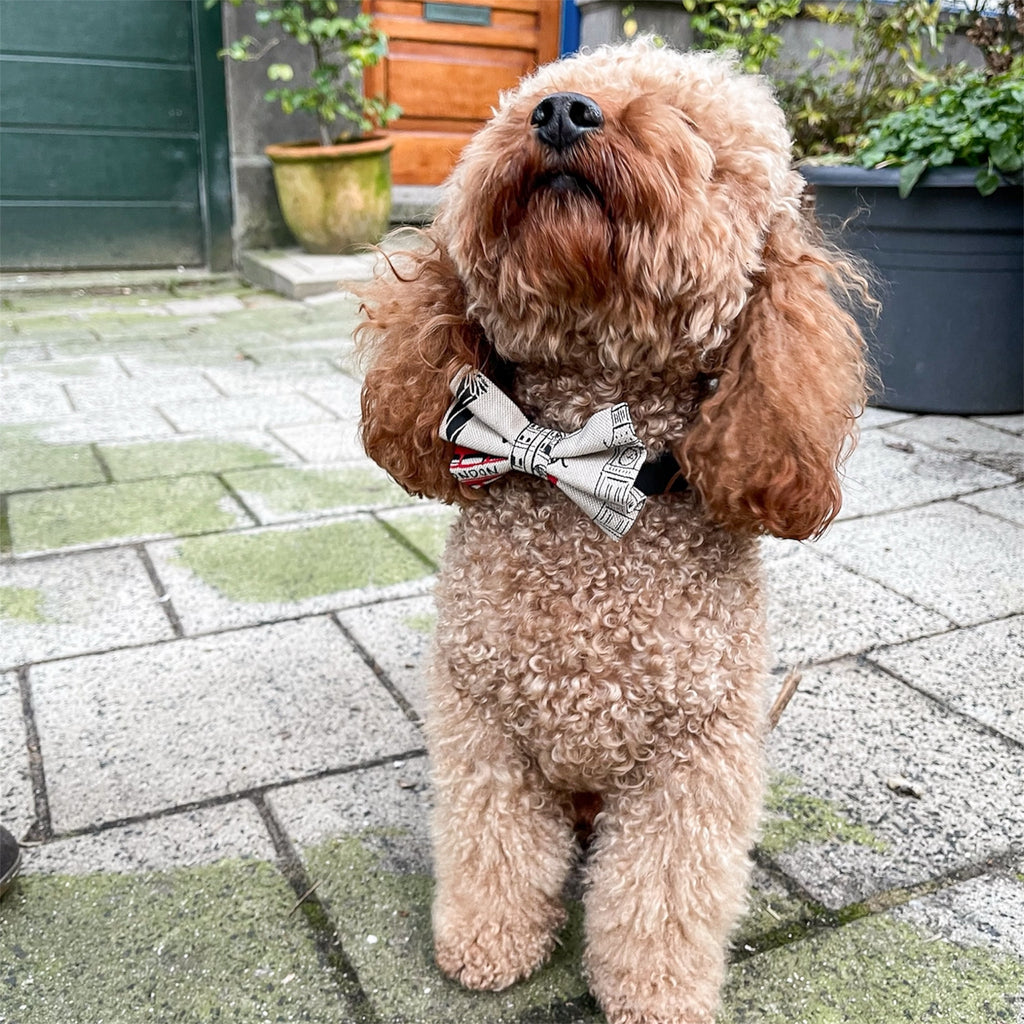Brown pooled wearing London print dog bow with plants in the background.