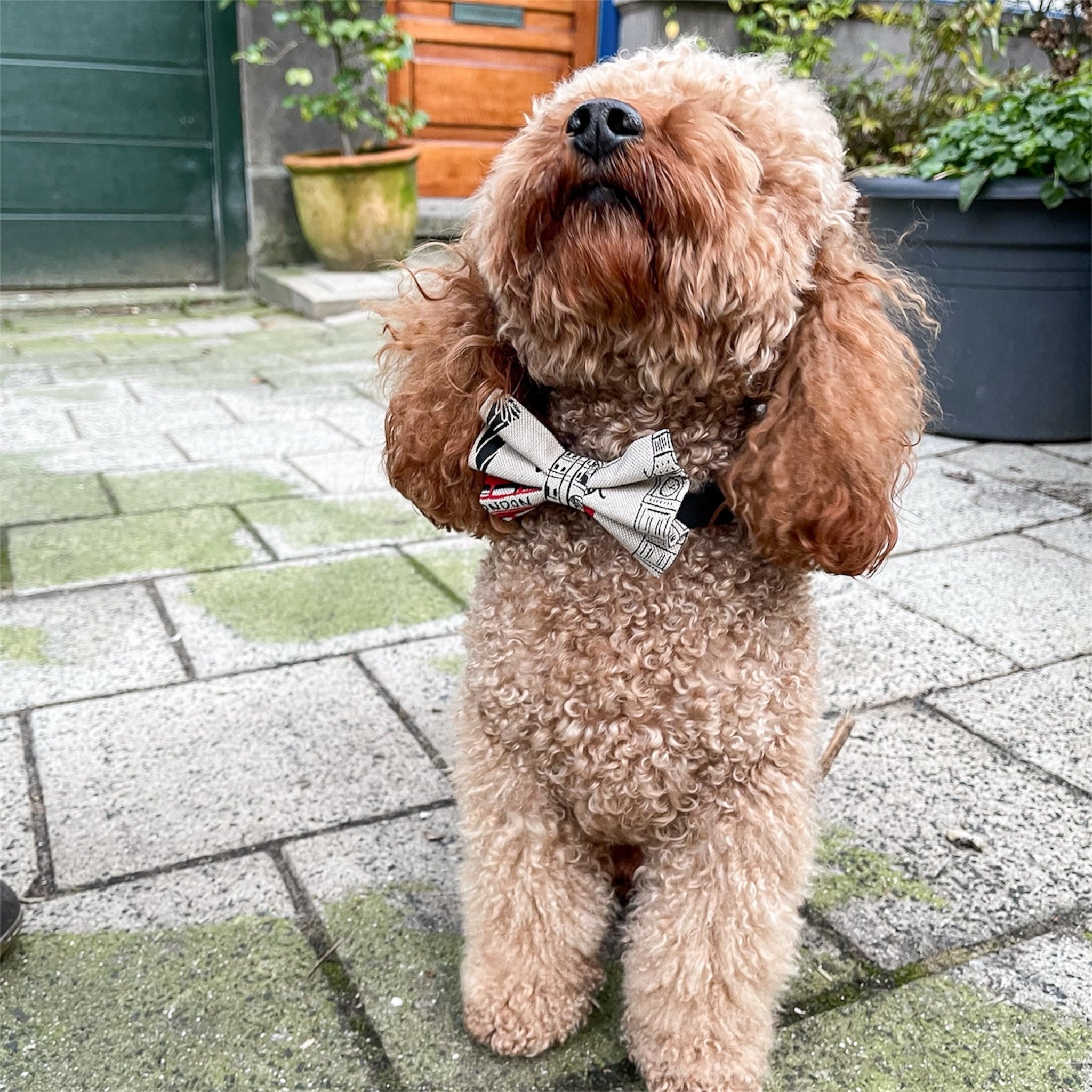 Brown pooled wearing London print dog bow with plants in the background.