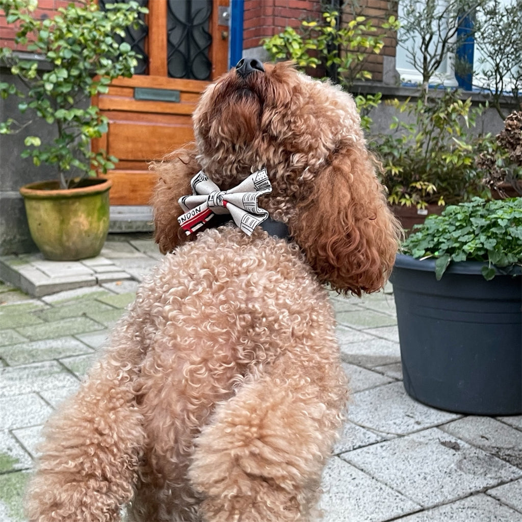 Brown poodle wearing London print dog bow with plants in the background.