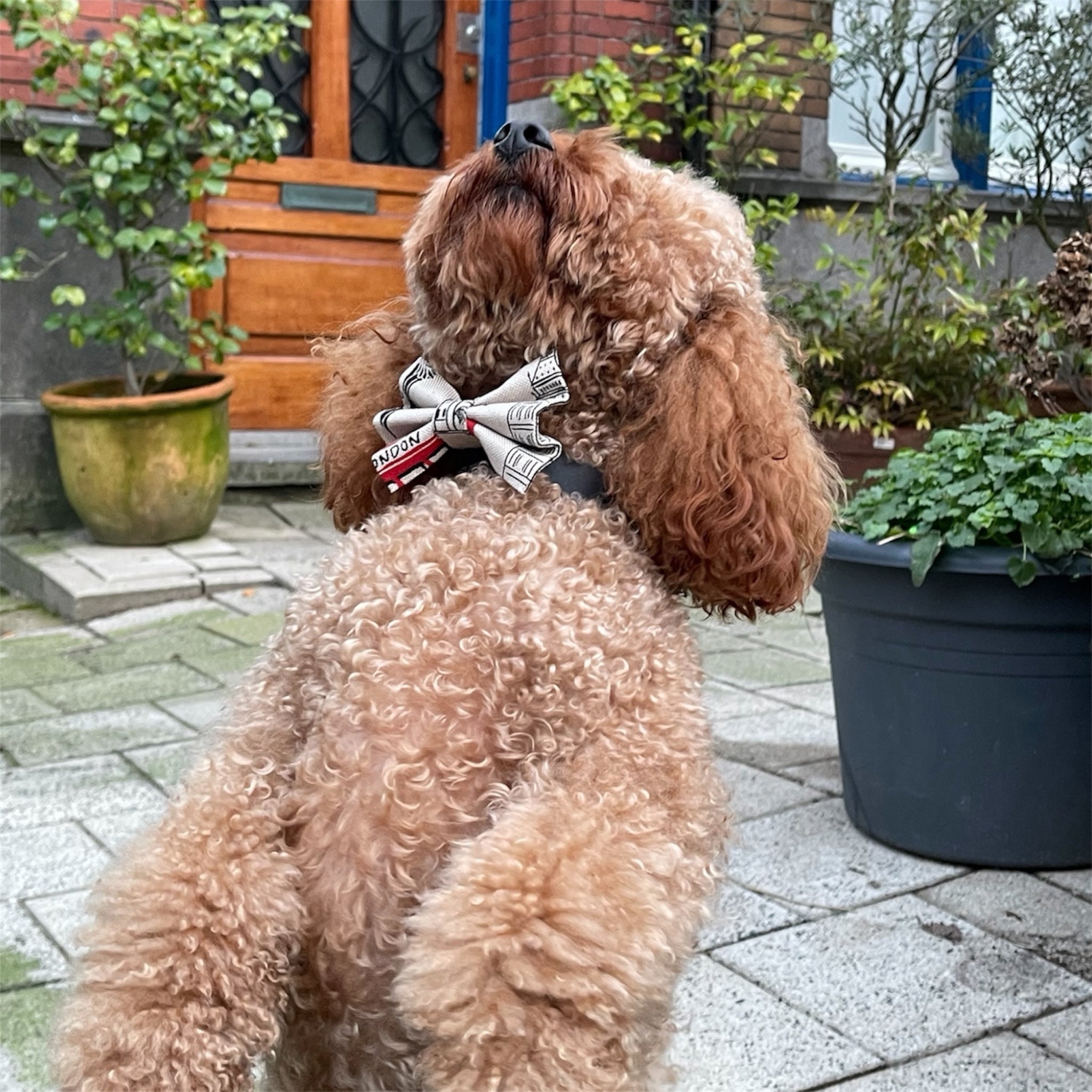 Brown poodle wearing London print dog bow with plants in the background.