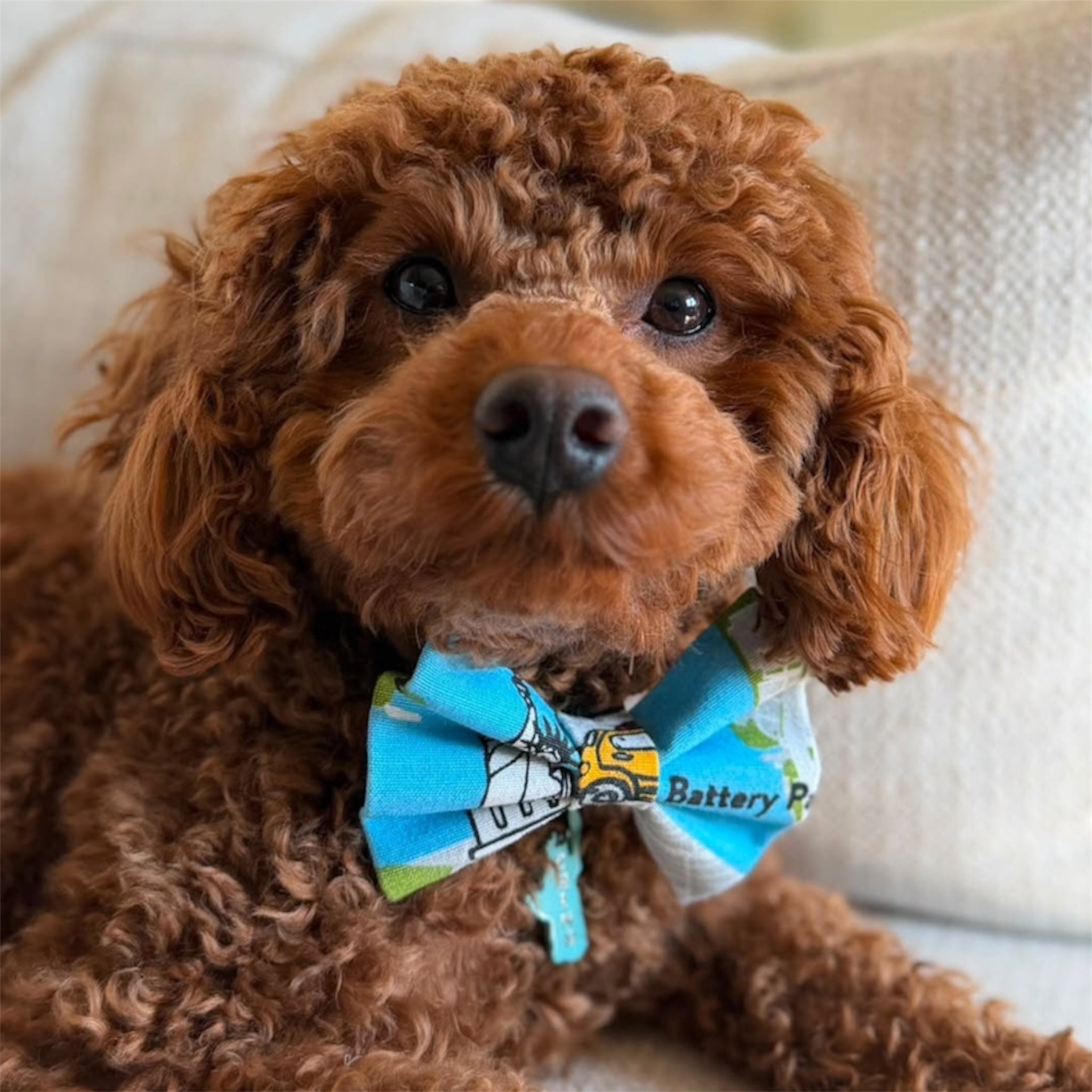 Brown poodle wearing New York bow and Statue of Liberty dog tag.