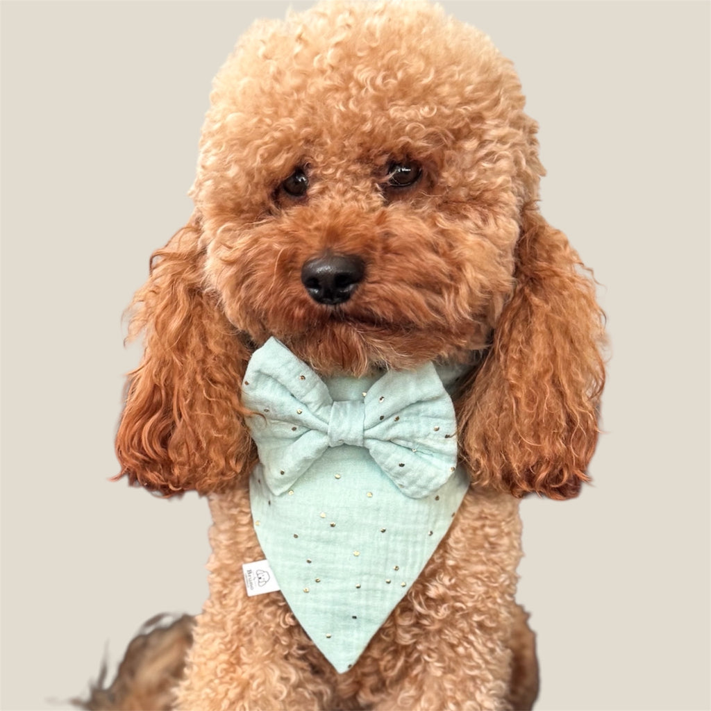 Poodle wearing the Celeste Mint set against a neutral background.