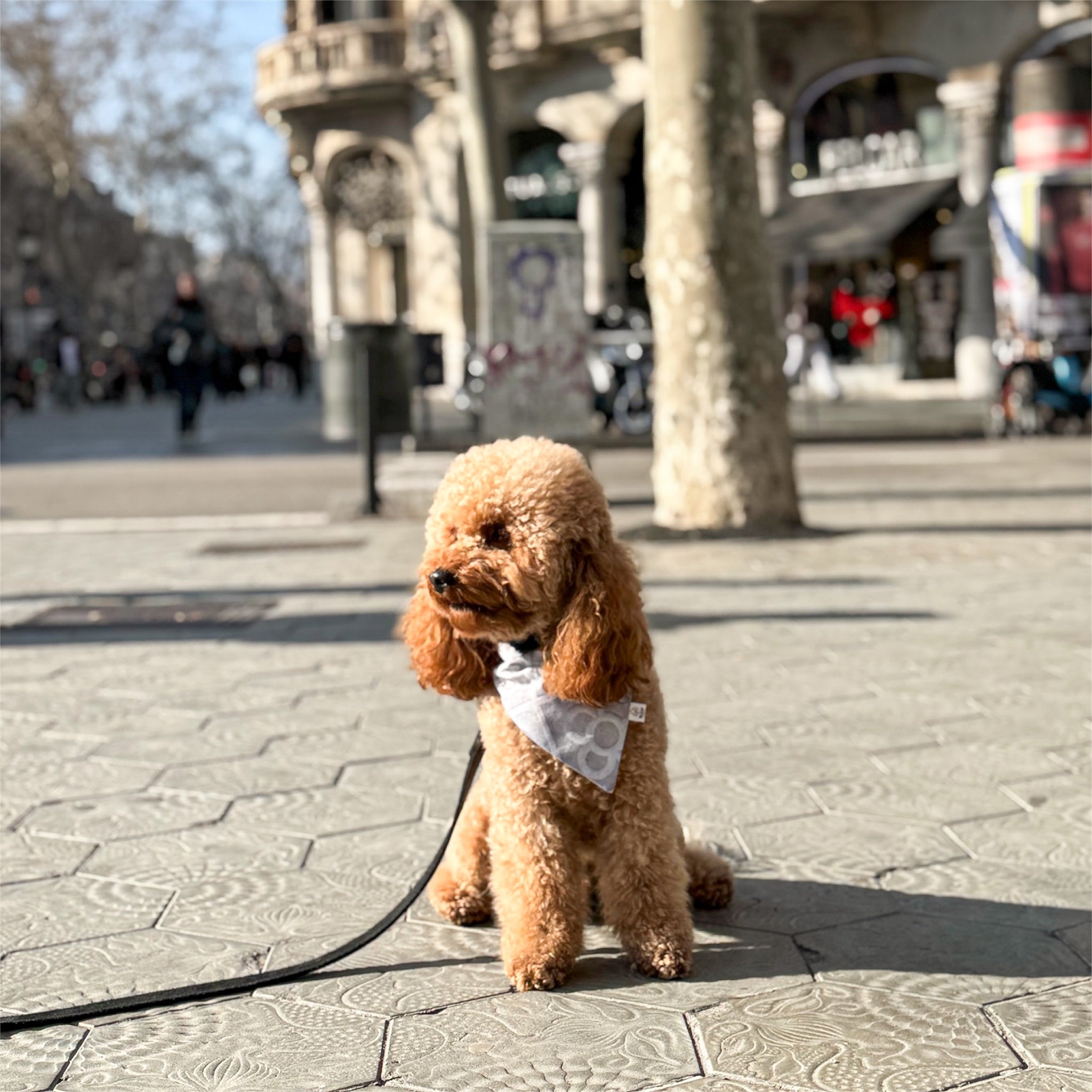 Poodle wearing Barcelona bandana in Barcelona streets.