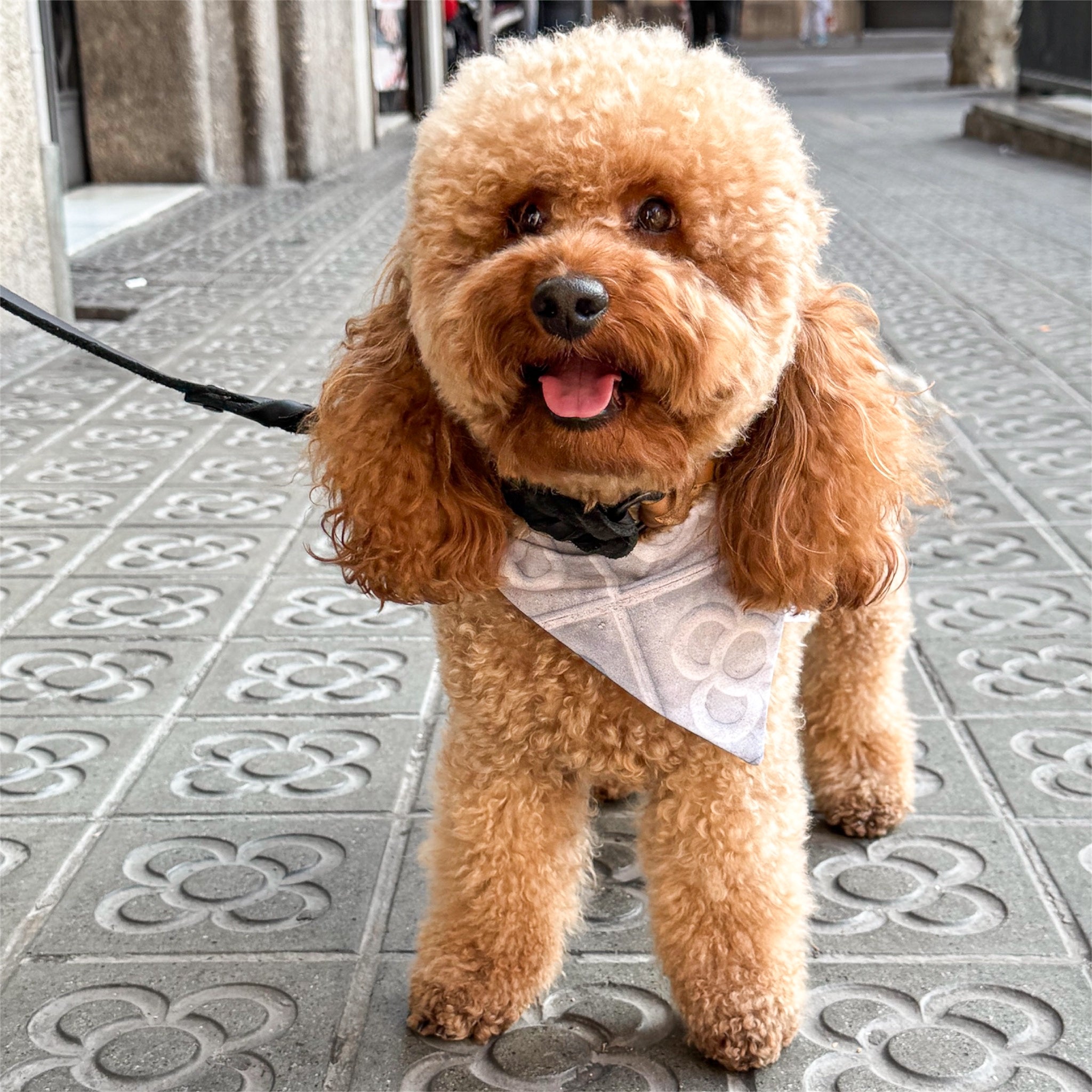 Poodle wearing Barcelona bandana in Barcelona streets.