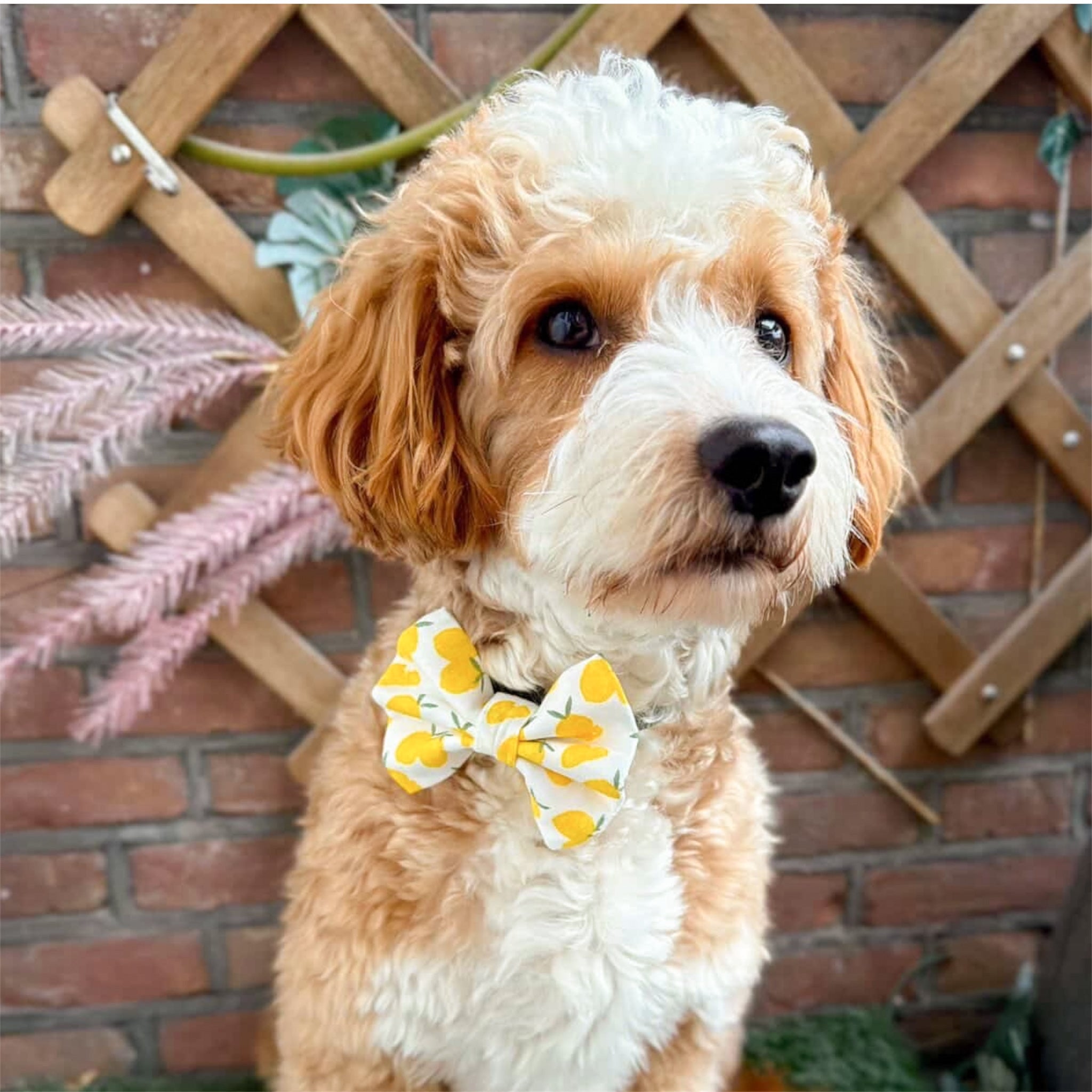Dog wearing a white bow tie with yellow lemon pattern.
