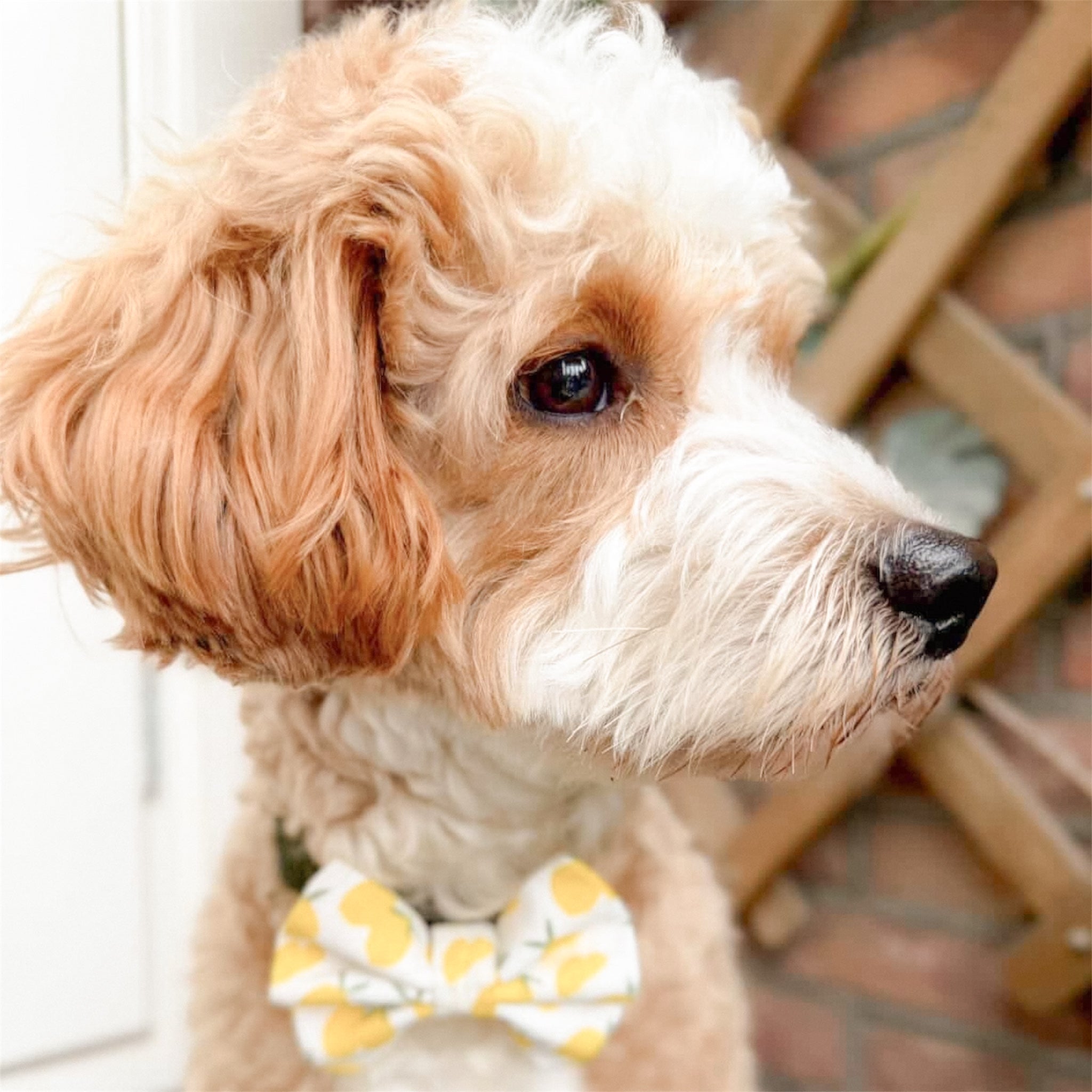 Dog wearing a white bow tie with yellow lemon pattern.