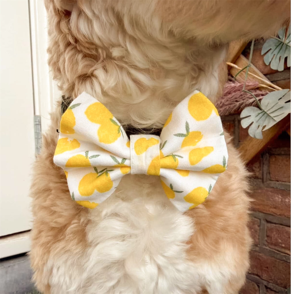 Dog wearing a white bow tie with yellow lemon pattern.