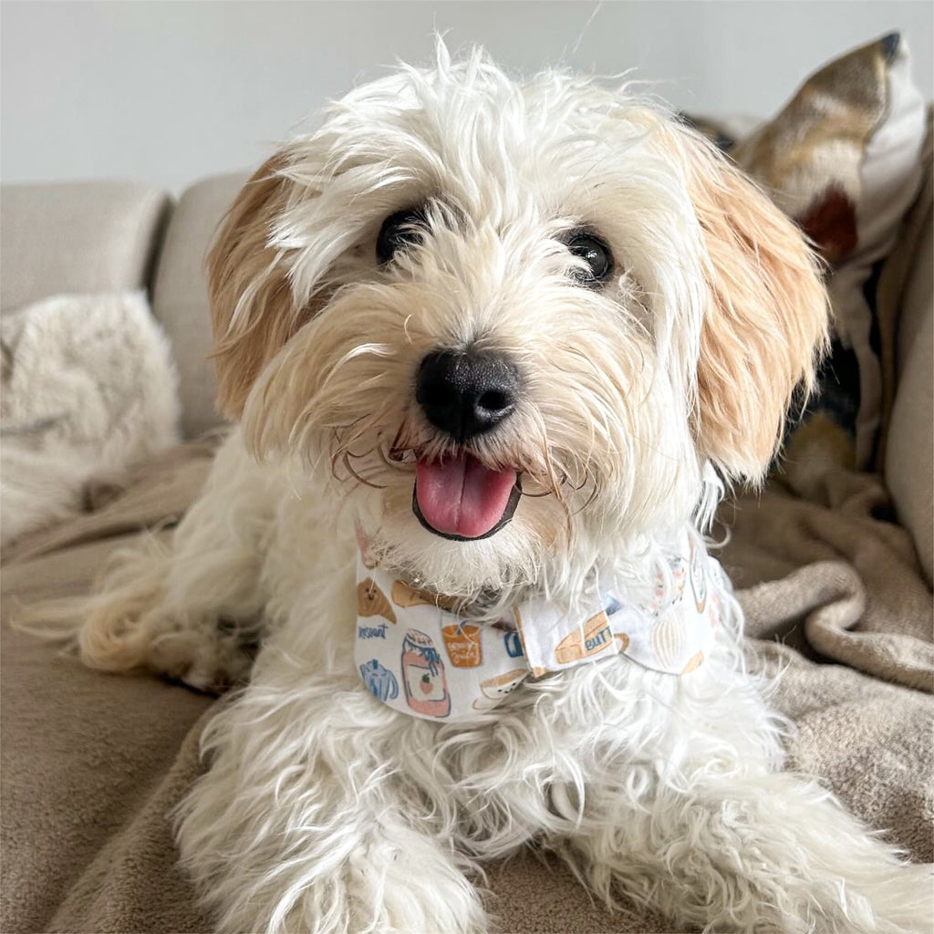 Maltipoo wearing le Petit Déjeuner bowdana sitting on a sofa.