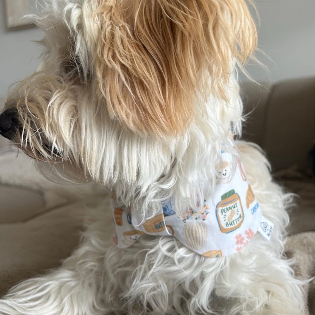 Maltipoo wearing le Petit Déjeuner bowdana sitting on a sofa.
