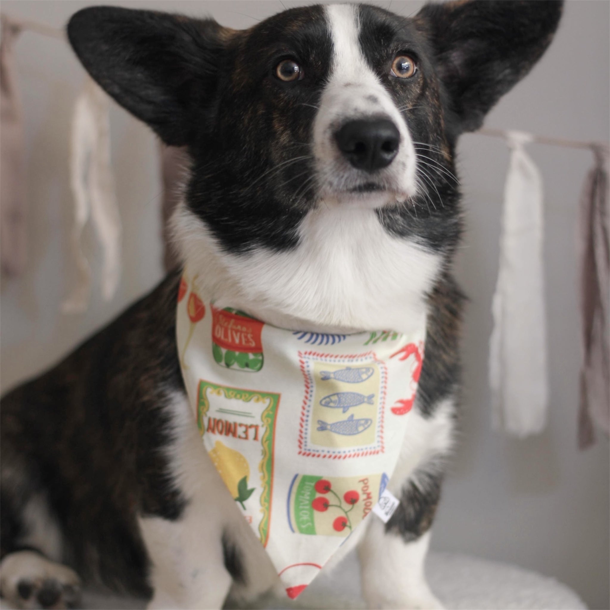 A black and white Corgi dog wearing the Ristorante al Mare dog bandana with a colorful vintage grocery store print, photographed in a cozy indoor setting.