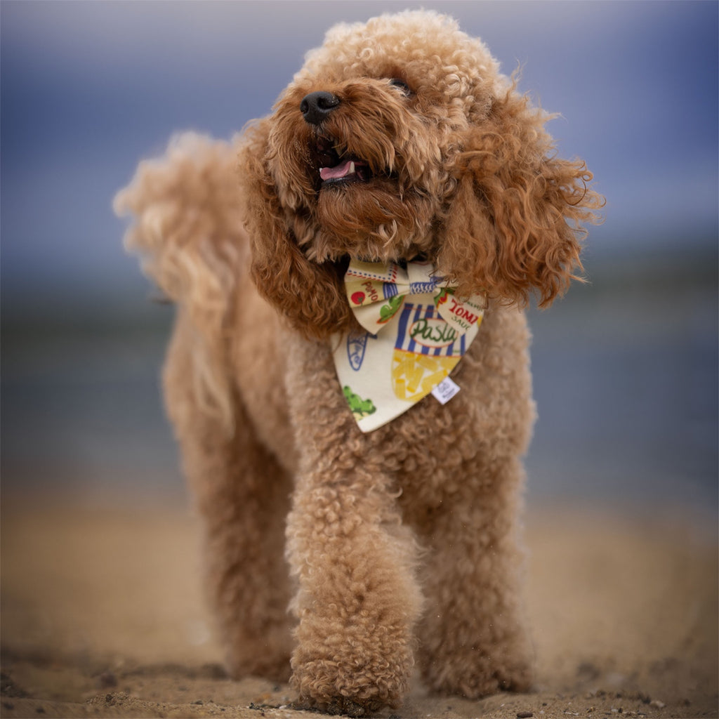 A red poodle wearing a the Ristorante al Mare dog bandana and bow on the beach.