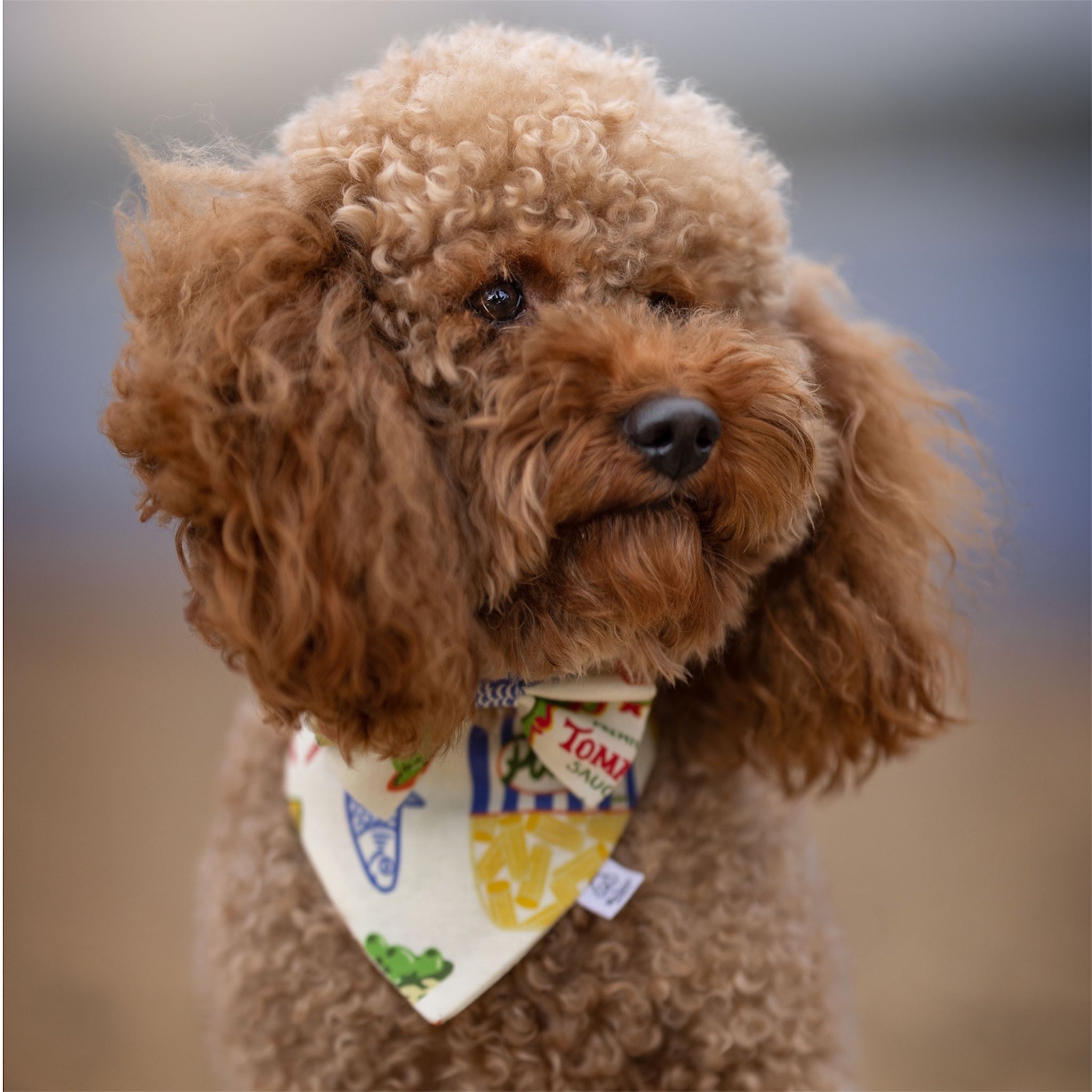 A close-up of a red poodle wearing a the Ristorante al Mare dog bandana and bow on the beach.