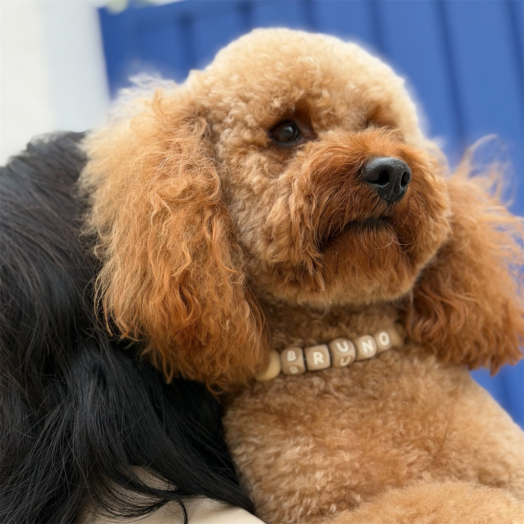 A close-up of a fluffy red poodle wearing a beaded collar with the letters B, R, U, N, O, photographed against a blue and white background.