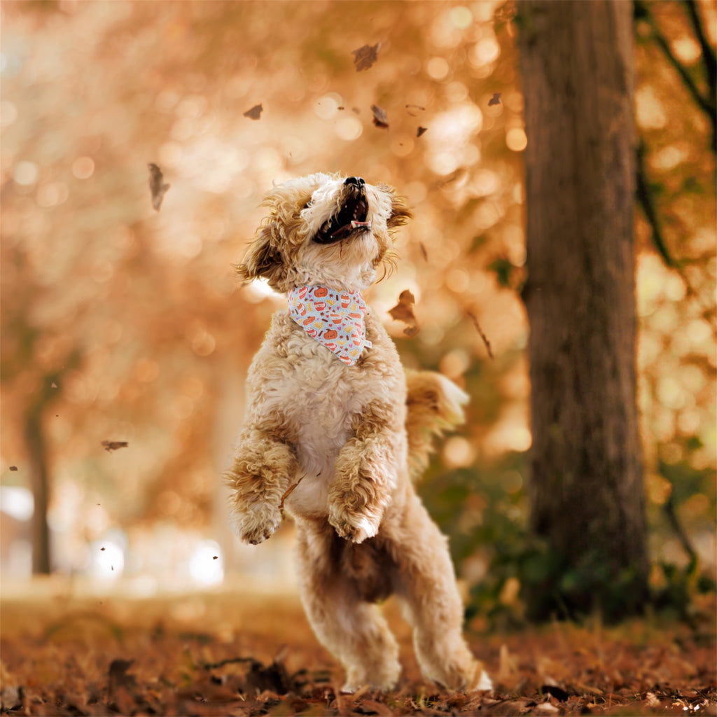 A small fluffy dog stands on its hind legs in an autumn park, looking upward with leaves blowing around it. The dog wears a light bandana with a colorful pumpkin and pumpkin spice pattern.
