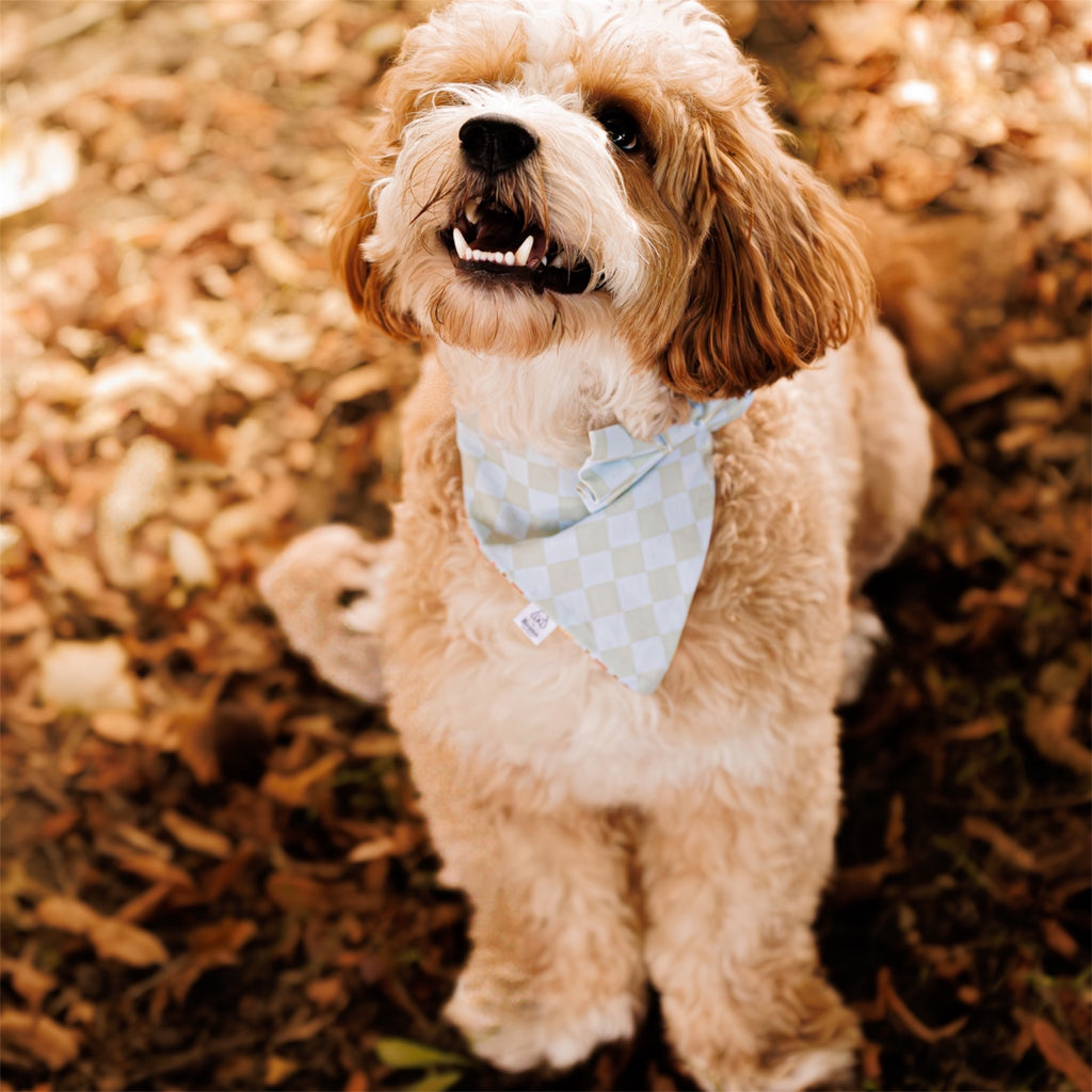 A Maltipoo wearing the Daydream Dog Bow ad Pumpkin Spice Season Dopg Bandana, sitting on golden leaves and looking at the camera.