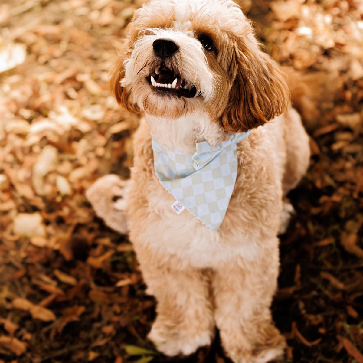 A Maltipoo wearing the Daydream Dog Bow ad Pumpkin Spice Season Dopg Bandana, sitting on golden leaves and looking at the camera.