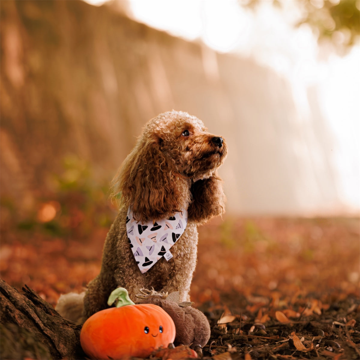 A red poodle sitting on autumn leaves and wearing the Spooky Season Dog Bandana with witch hats with a toy pumpkin next to it.