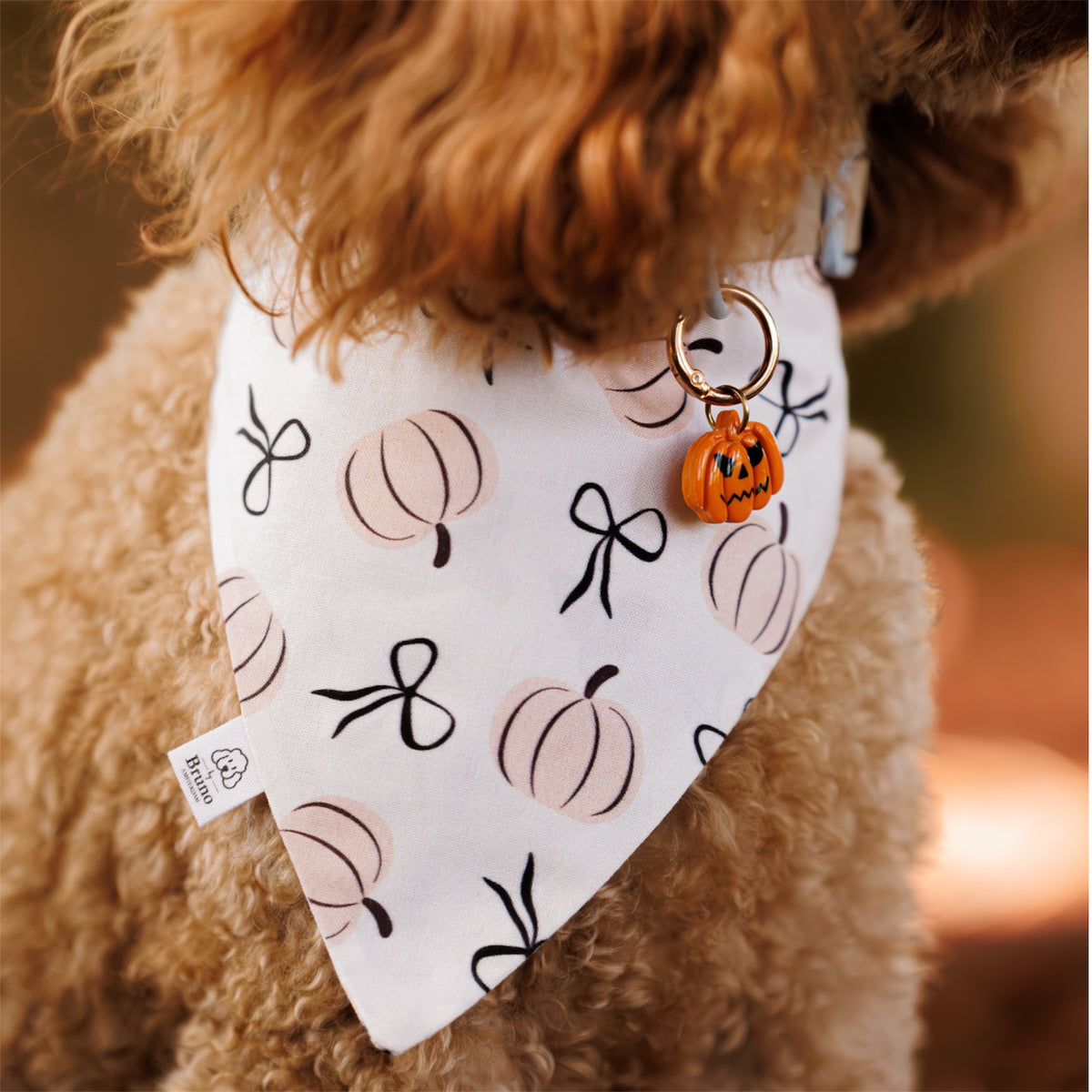 A close-up of a fluffy tan dog wearing a white bandana with a pumpkin and bow pattern, plus a small orange pumpkin dog tag.
