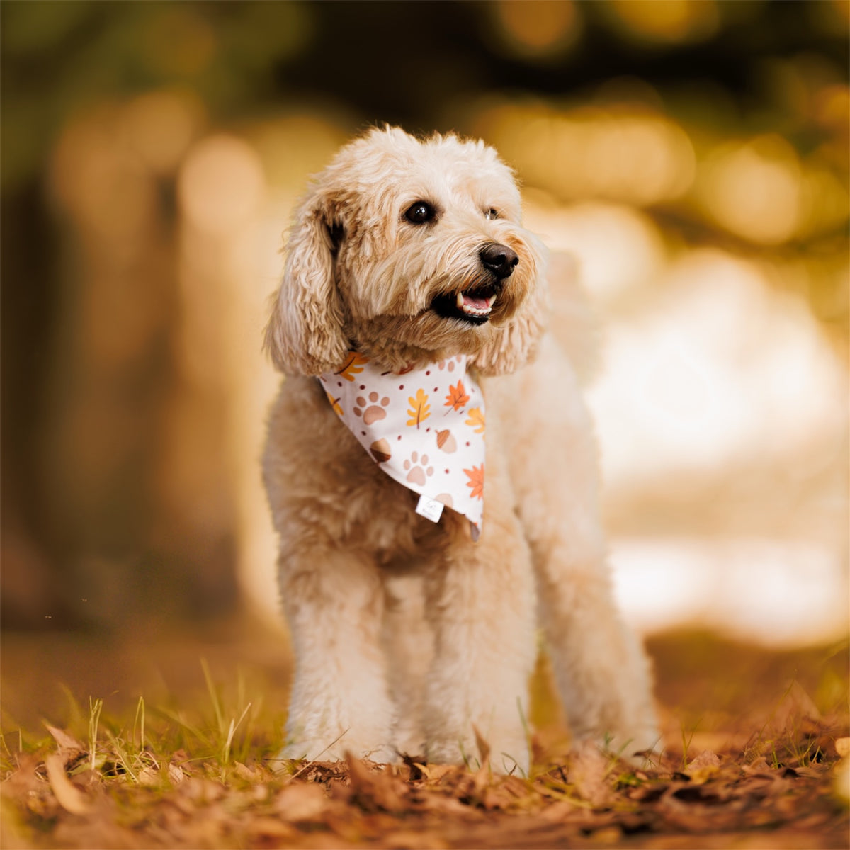 A small cream-colored dog standing outdoors on a leaf-covered ground, wearing a white bandana with a fall leaf pattern.