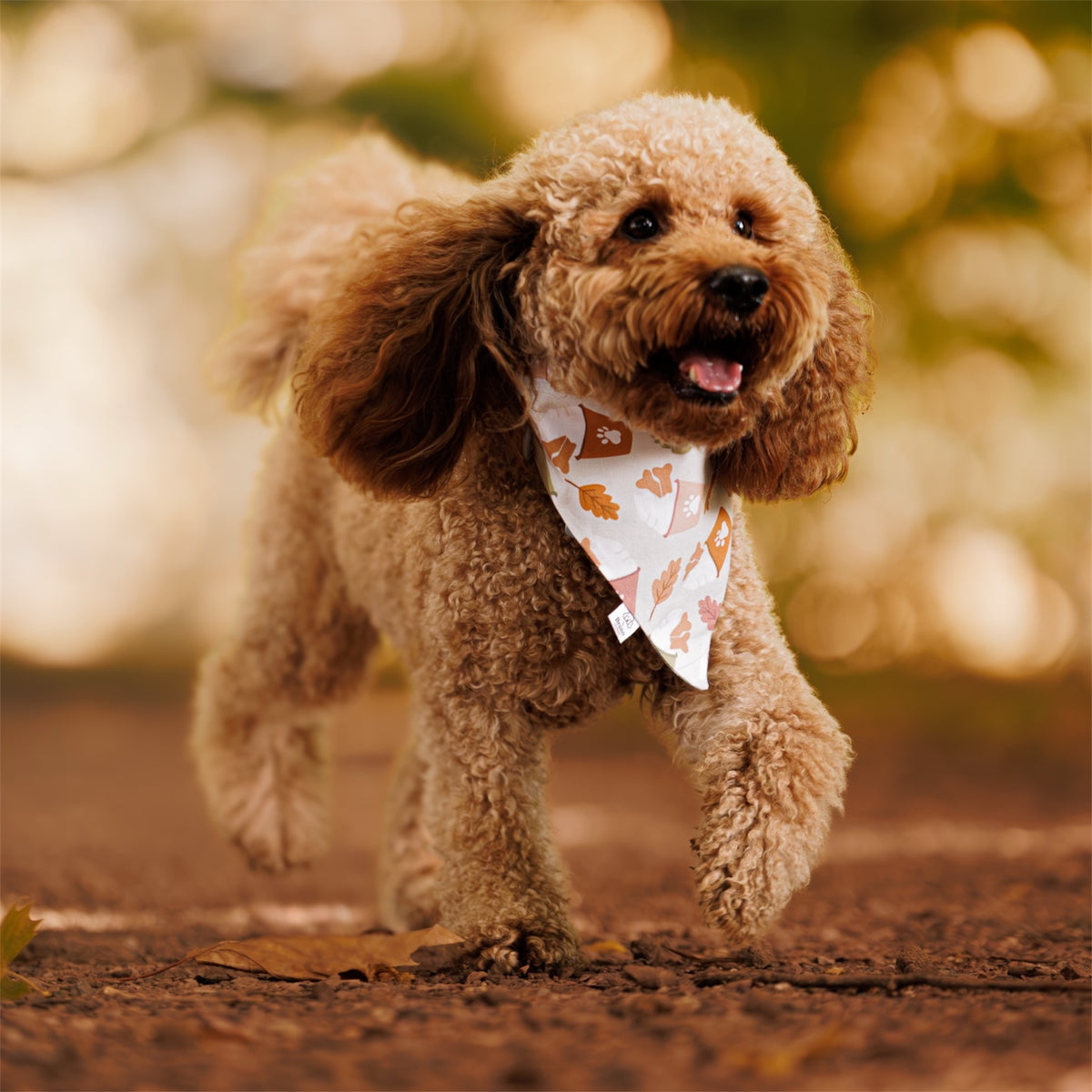 A small curly-haired dog walking outdoors on a dirt path, wearing a white bandana with a brown leaf pattern and puppuccinos. The background is a soft, warm, blurred natural setting.