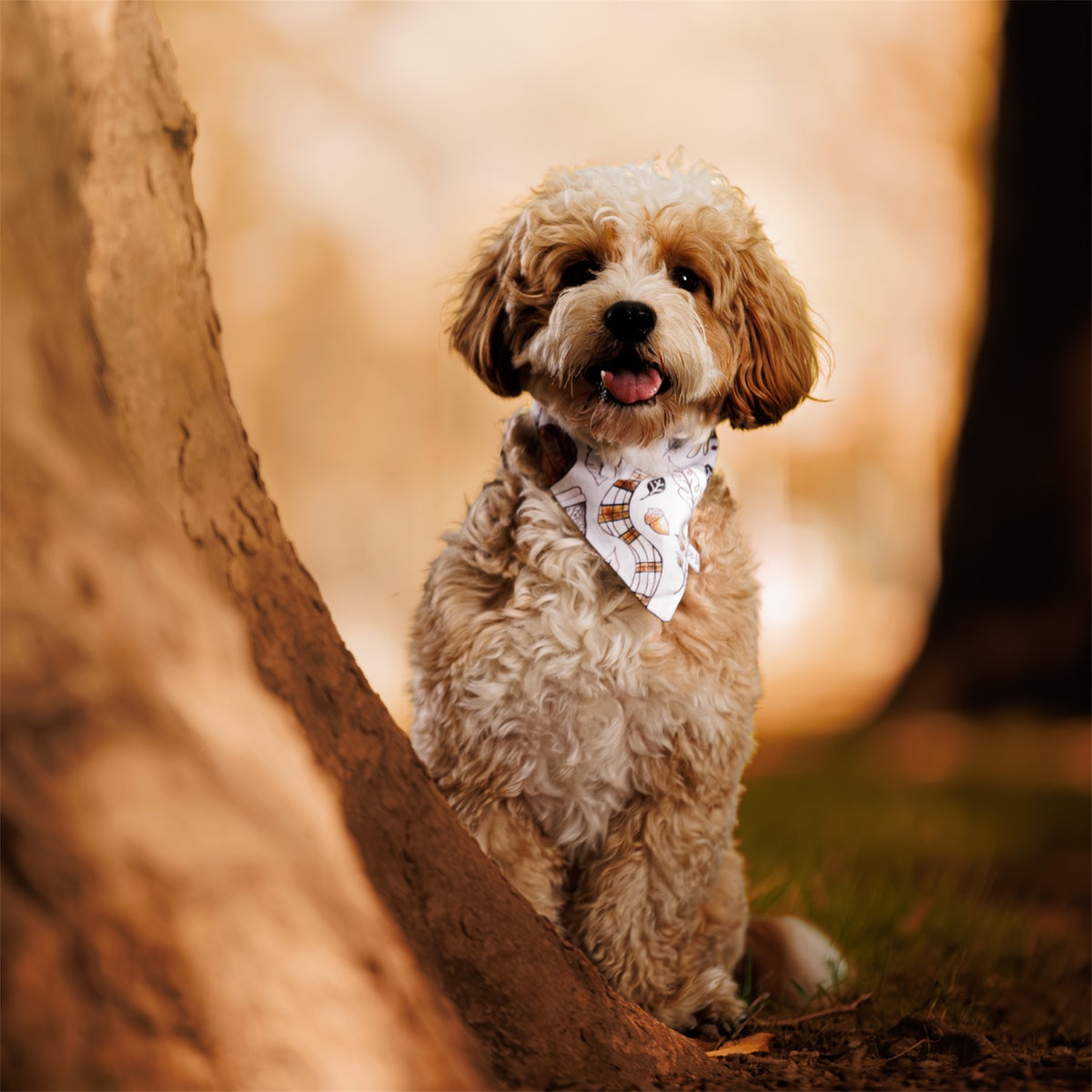 A small curly-haired dog sitting outdoors next to a tree trunk, wearing a Cozy Autumn Dog Bandana.