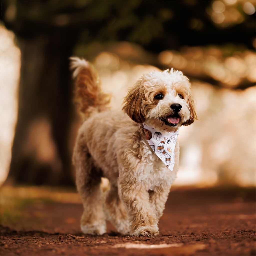 A small fluffy cream and tan dog standing on a dirt path outdoors, wearing a Cozy Autumn Dog Bandana. The background is a soft-focus park scene with trees and warm sunlight.