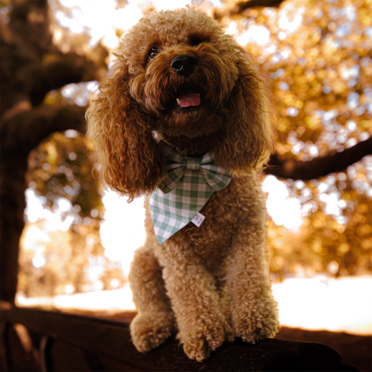 A fluffy golden-brown poodle wearing a green and white checkered bandana sits on a wooden railing outdoors with a warm, sunlit bokeh background of trees.
