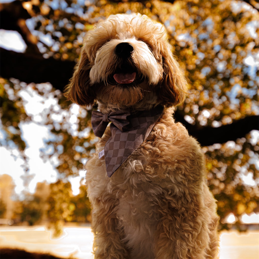 A fluffy golden-brown dog wearing a brown and gray checkered bandana bow tie, set against a warm, sunlit outdoor background with blurred autumn trees.