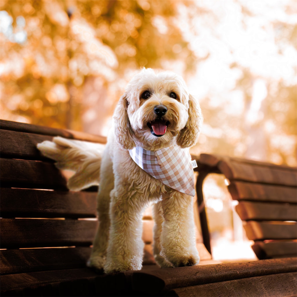 A small cream-colored dog standing on a wooden bench in a sunlit park, wearing a light beige and white gingham bandana.