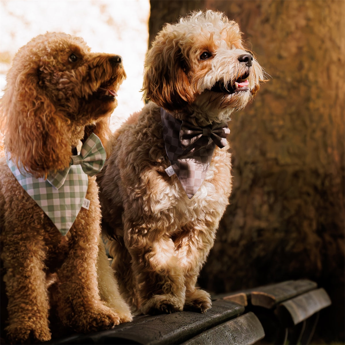 Two curly-haired dogs sitting on a bench outdoors, each wearing a checkered bandana and bow tie. The background features a large tree trunk with warm sunlight filtering through.