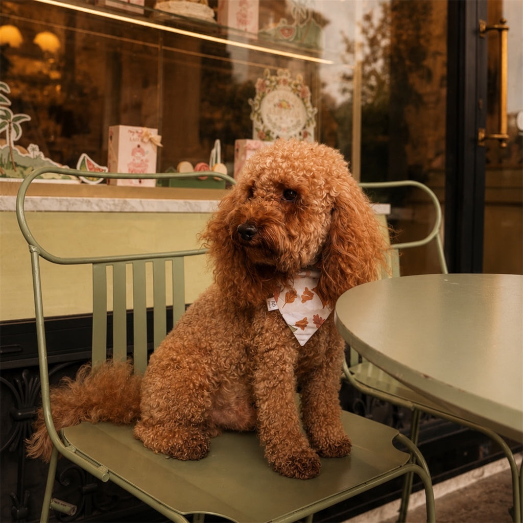 Red poodle sitting in a car-e wearing a puppuccino season dog bandana