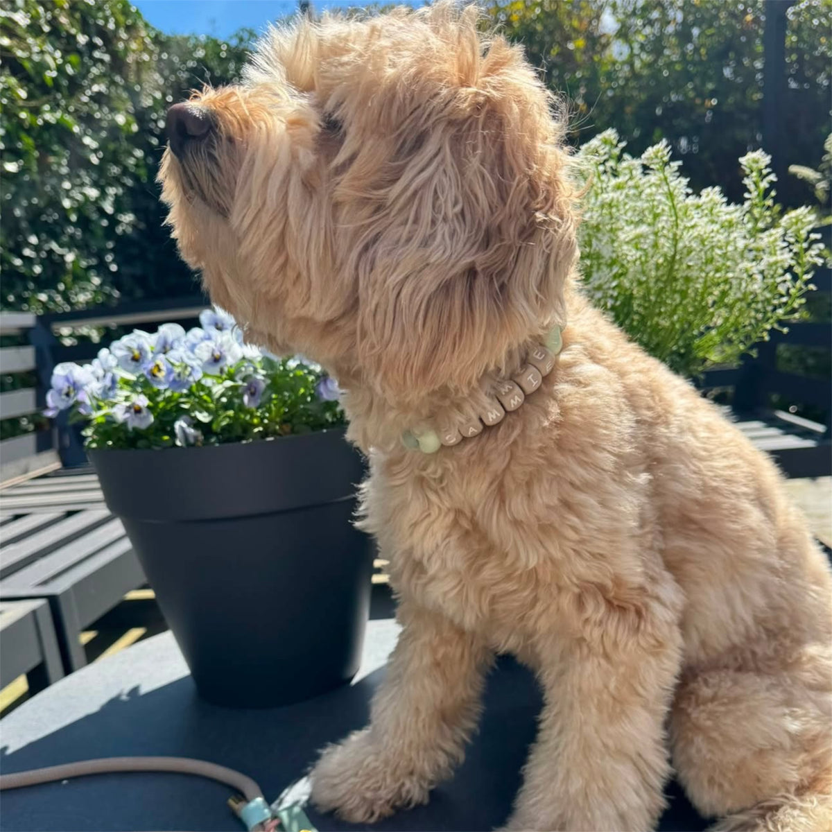 A fluffy light tan dog sitting outdoors on a table, wearing a bead necklace collar. A black planter with small blue flowers sits beside it, with green plants and a patio background.