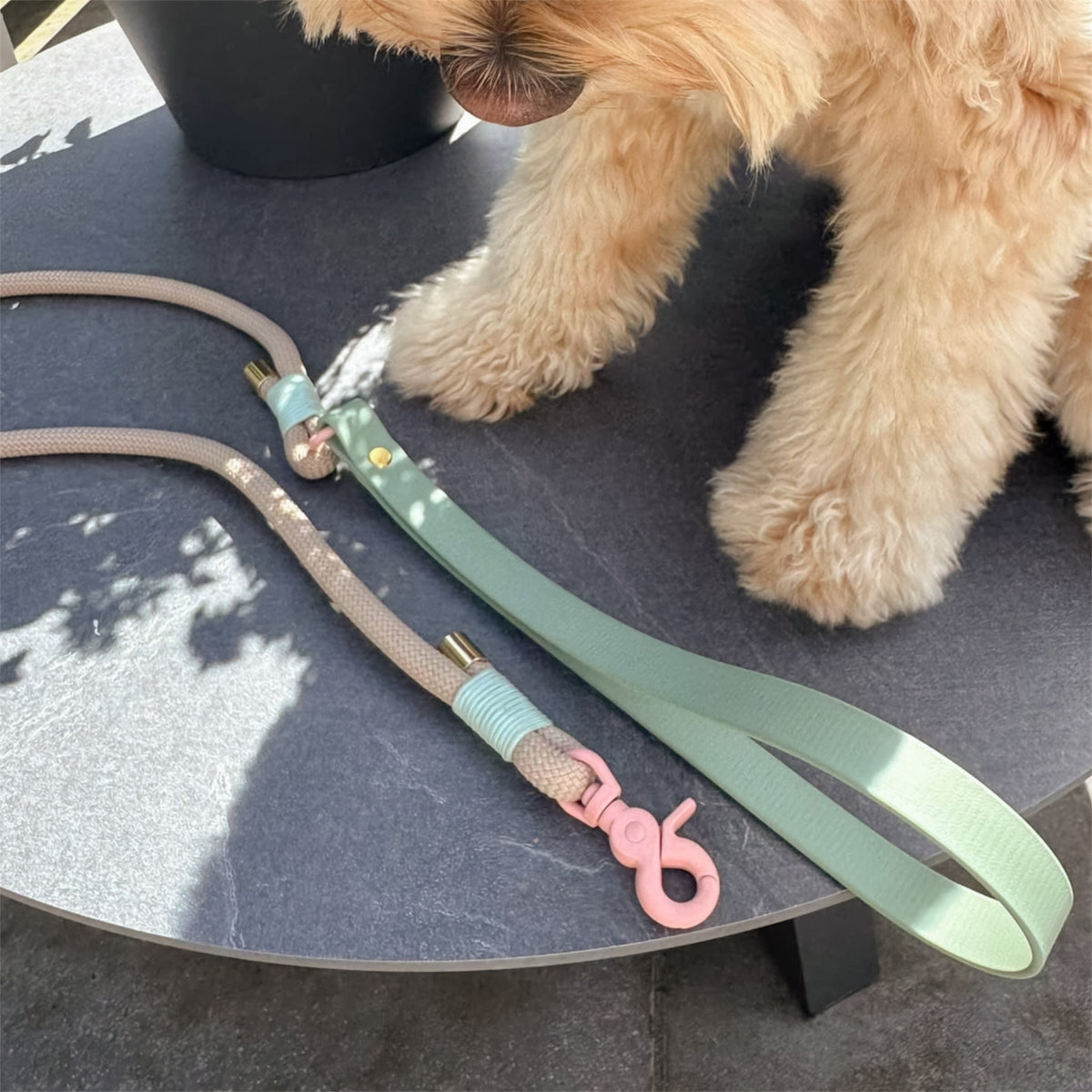 A close-up of a dog leash laid on a dark round table, with part of a small fluffy dog standing nearby. The leash has a pale mint green strap, a beige woven section, a light blue wrapped section, and a pink snap hook.