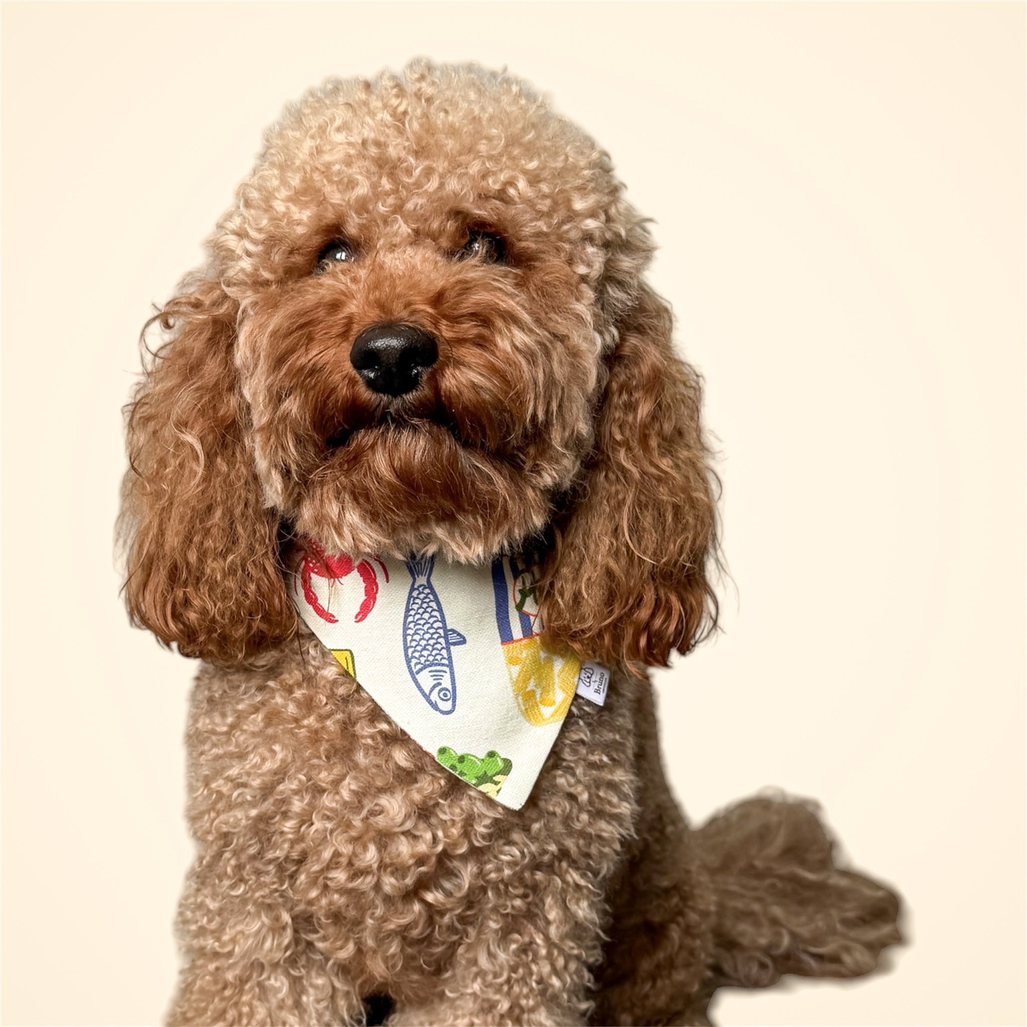Poodle wearing the Ristorante al Mare bandana on a light background.