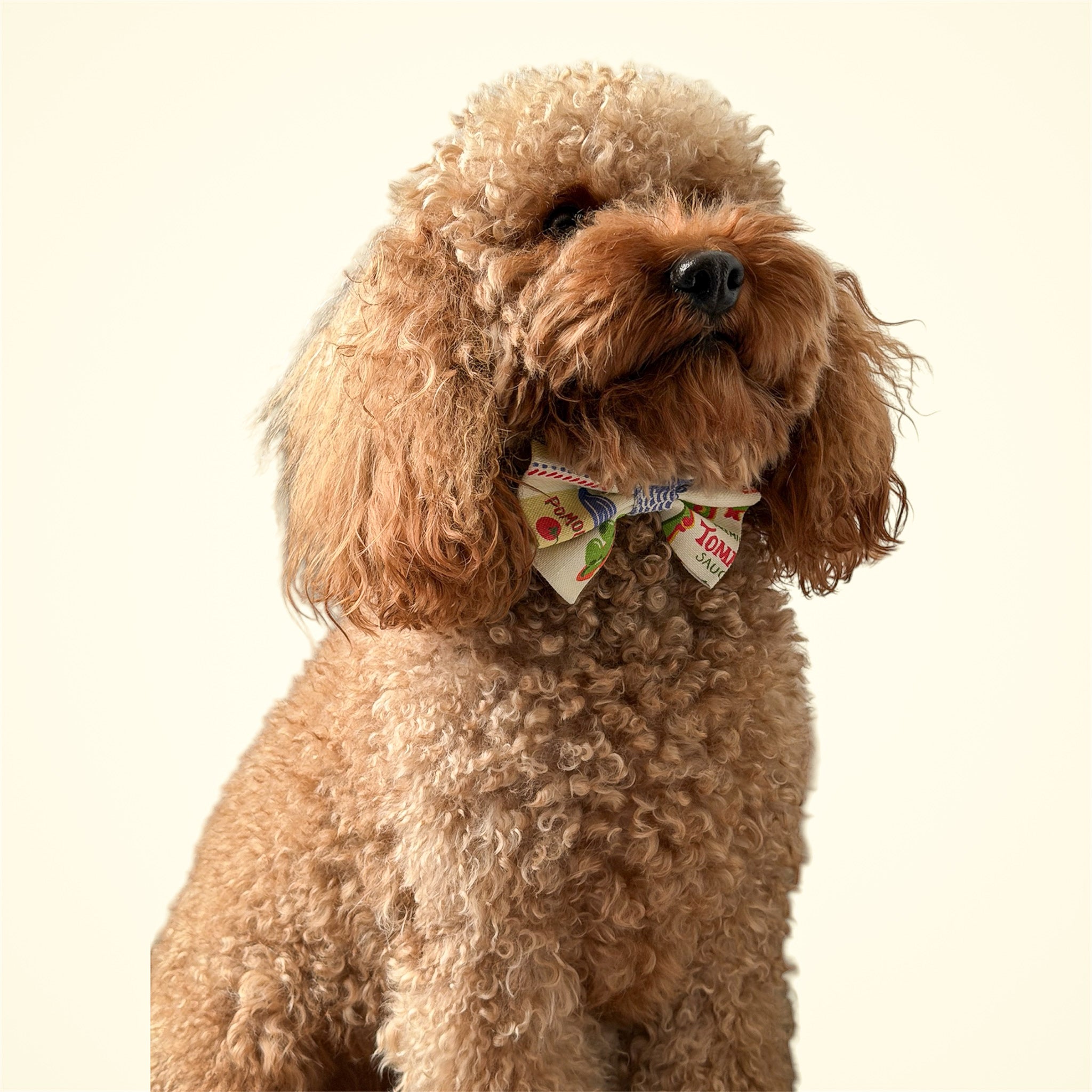 Poodle wearing Ristorante al Marew bow on a light background.