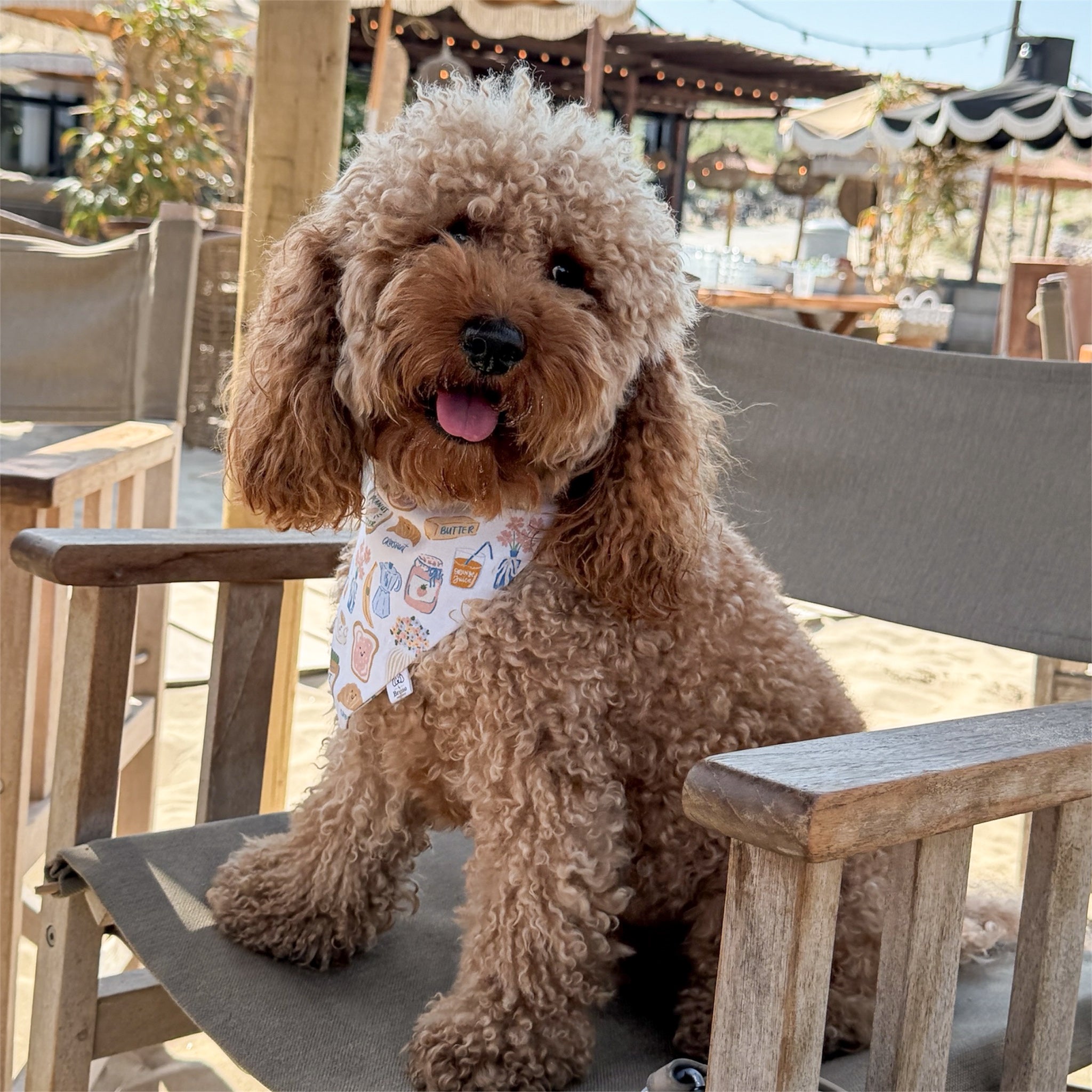 Red poodle wearing dog bandana with breakfast related motifs sitting in a beach bar.