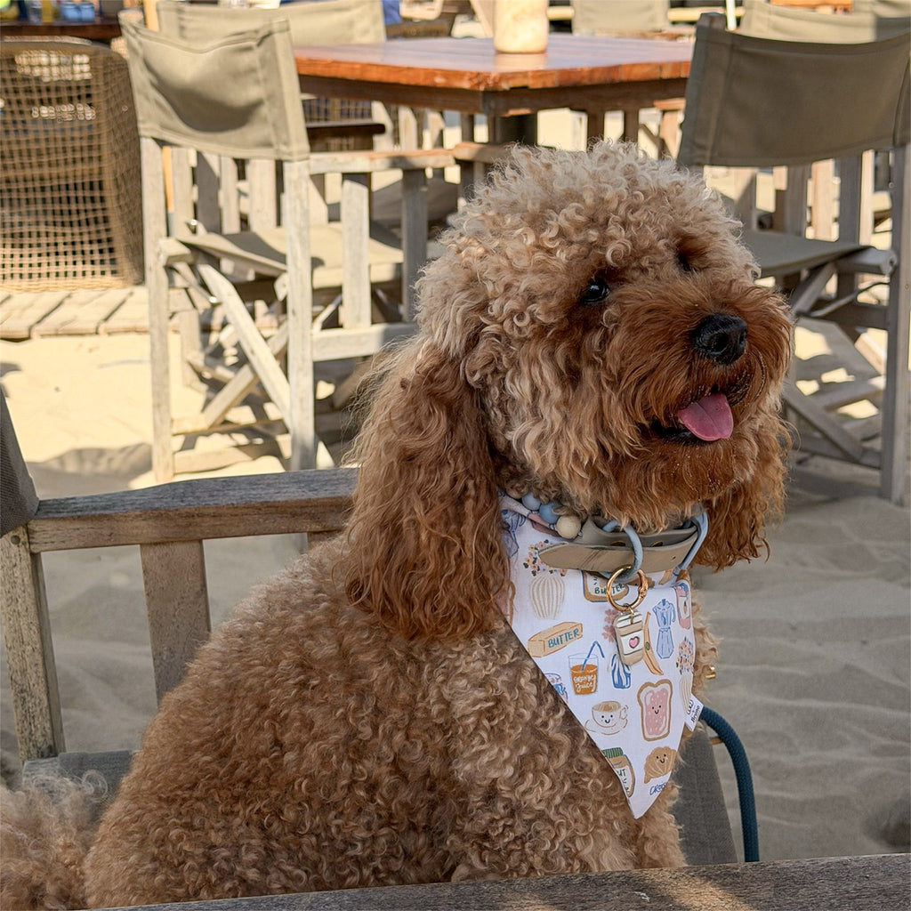 Red poodle wearing dog bandana with breakfast related motifs sitting in a beach bar.