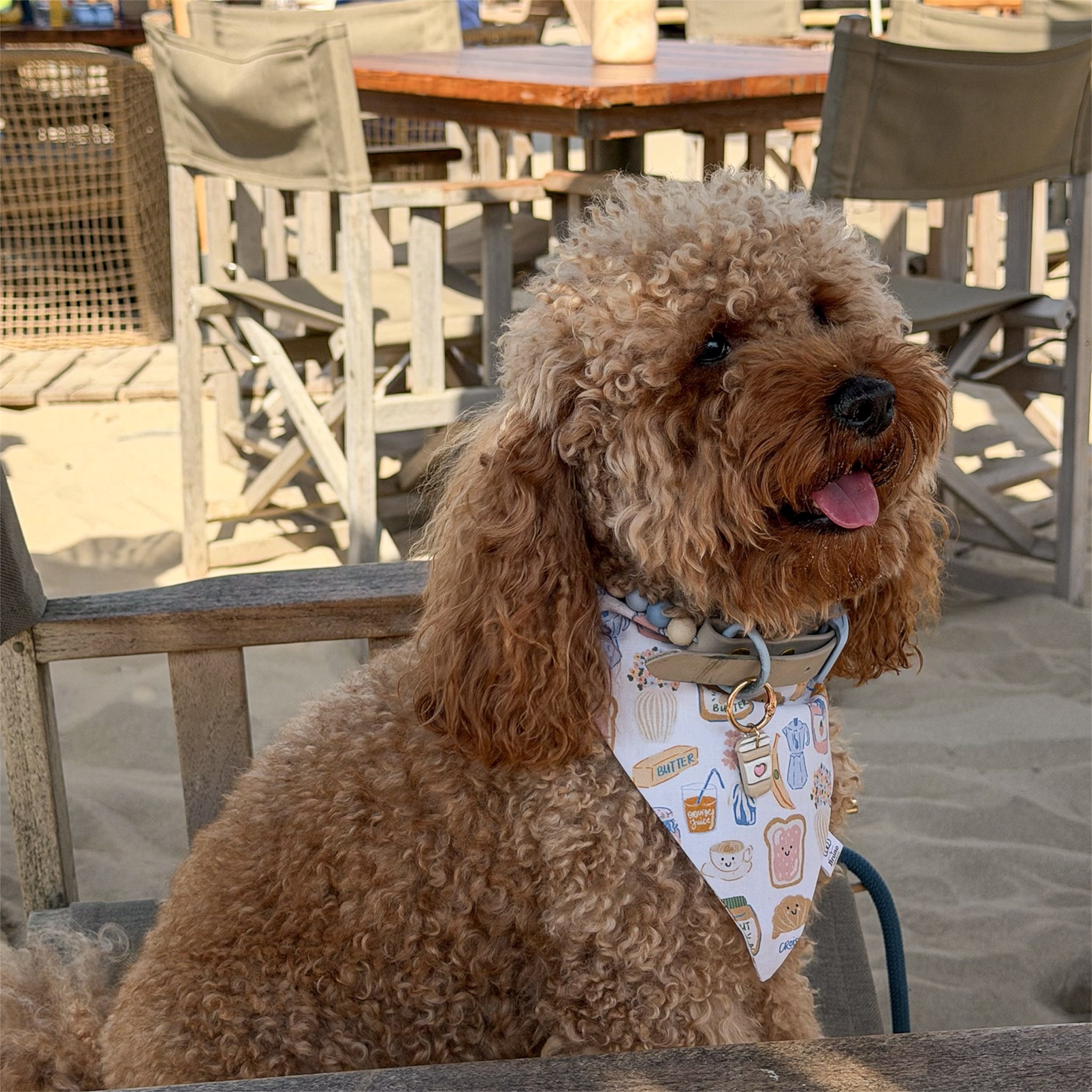 Red poodle wearing dog bandana with breakfast related motifs sitting in a beach bar.
