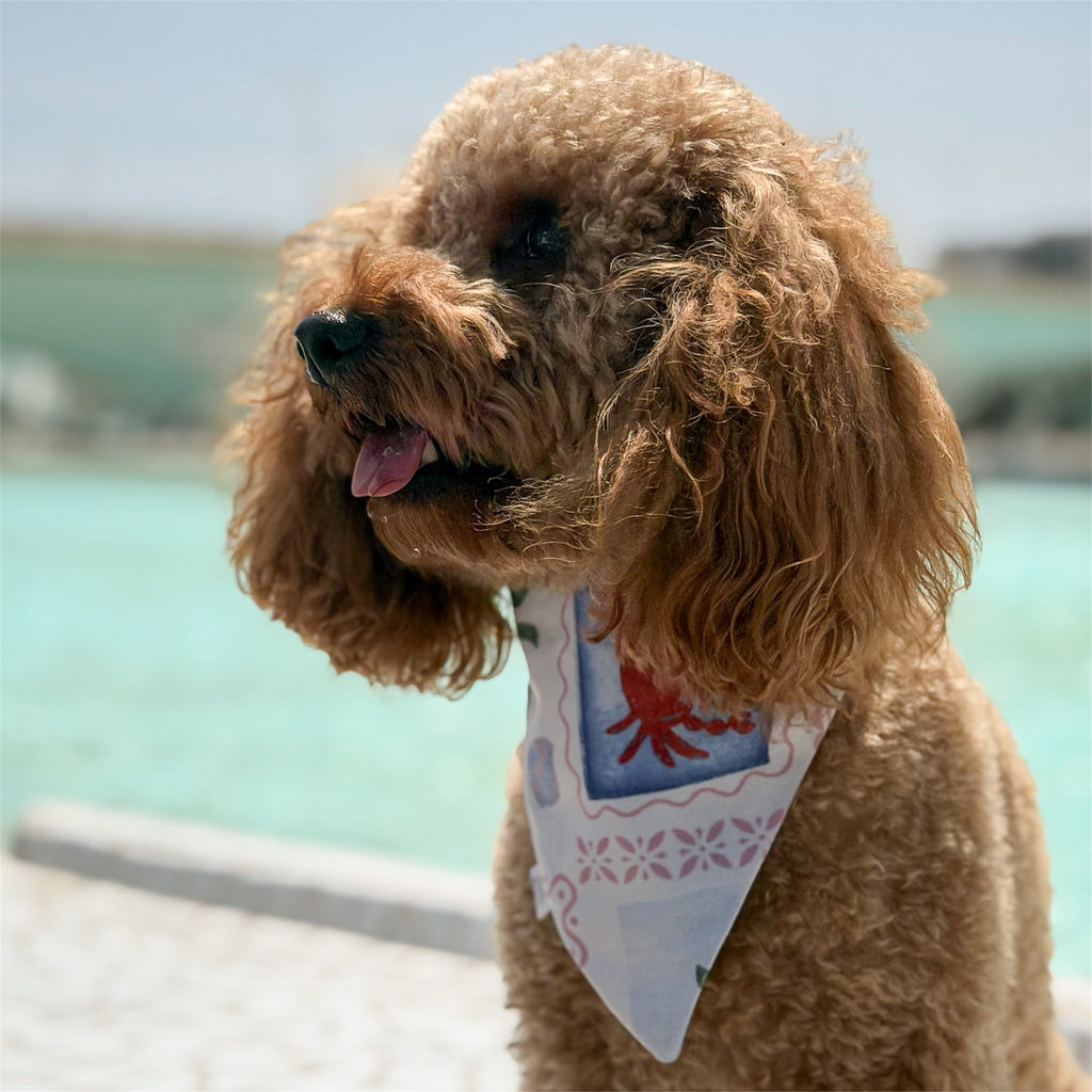 Poodle wearing the La Dolce Vita coastal dog bandana with the City of Arts and Sciences behind.