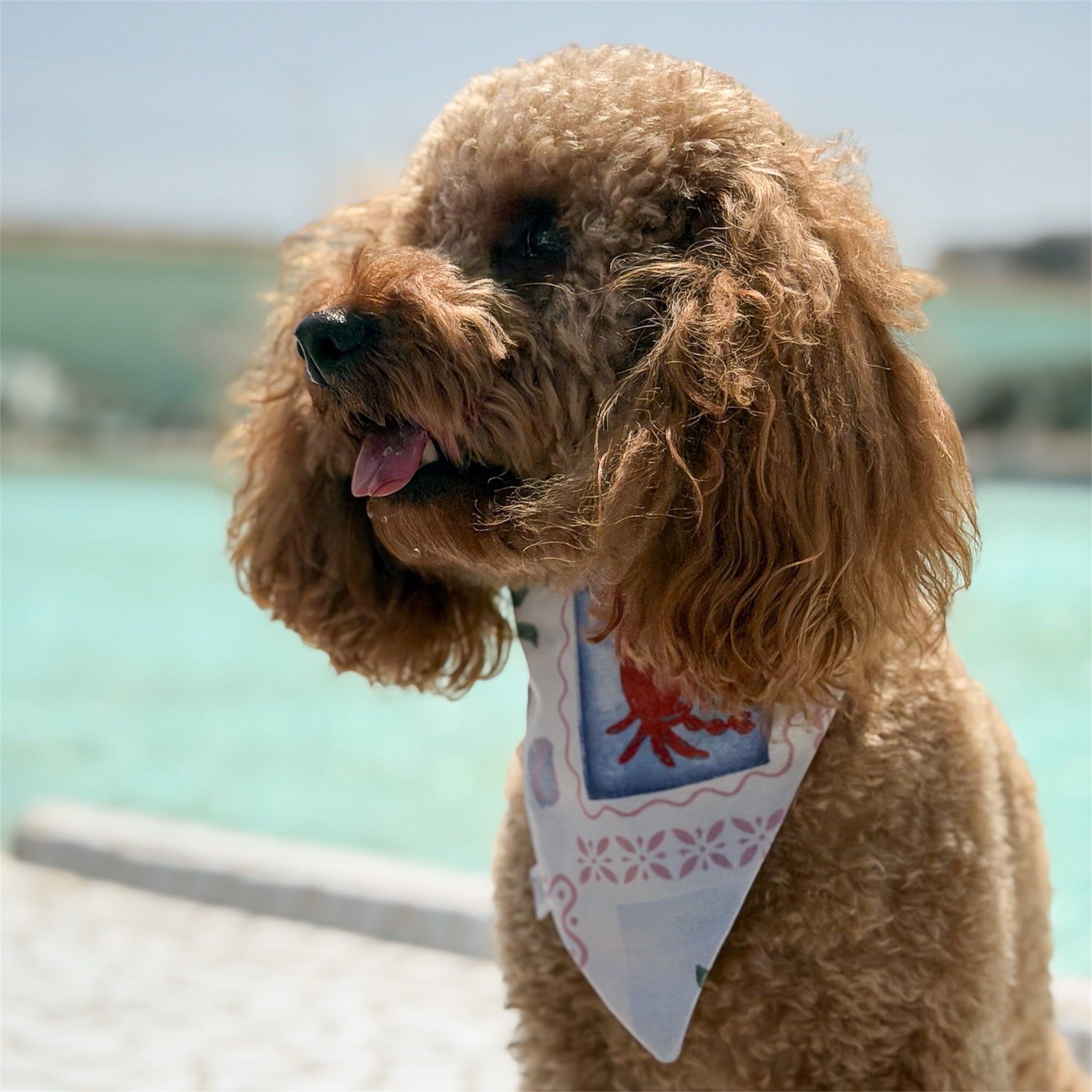Poodle wearing the La Dolce Vita coastal dog bandana with the City of Arts and Sciences behind.