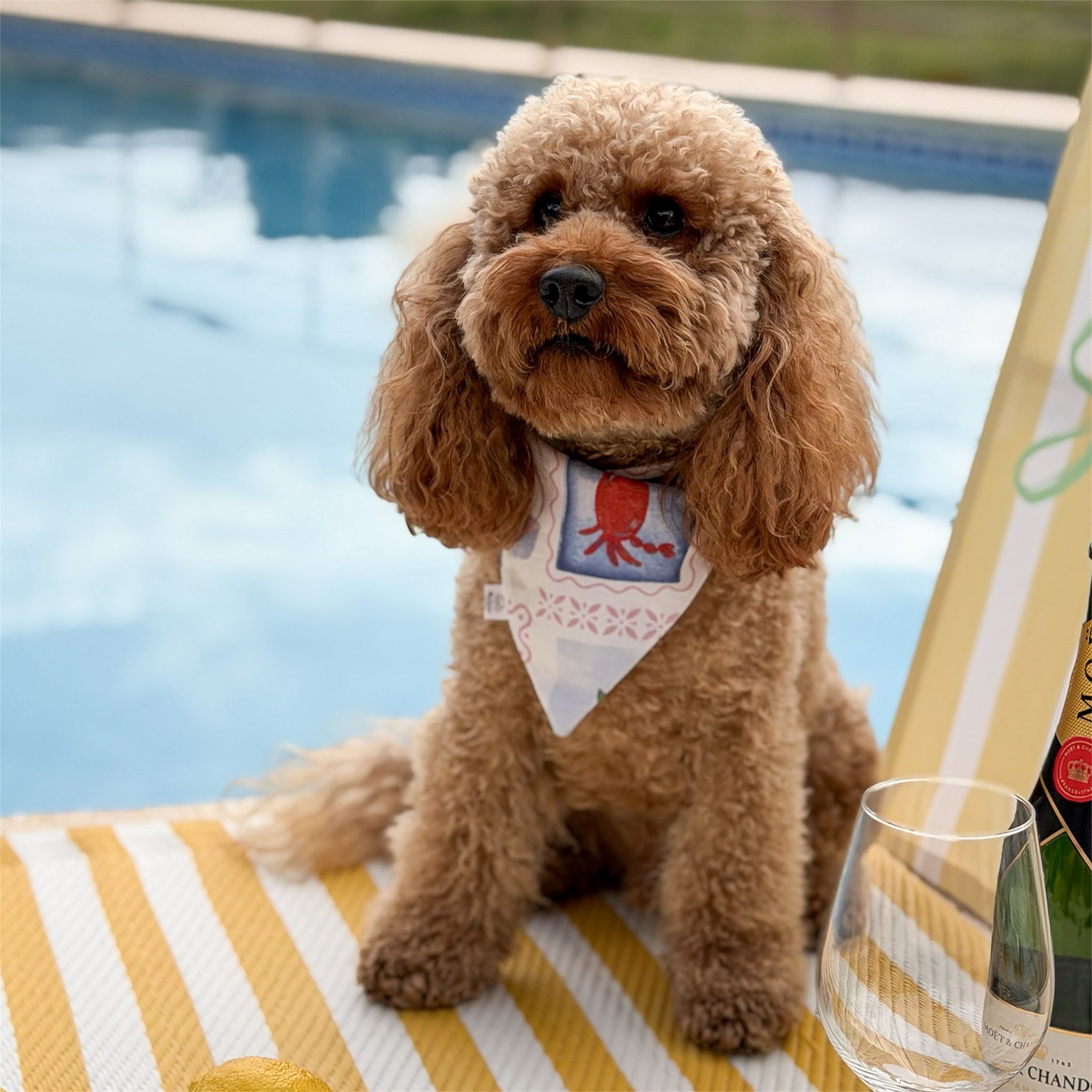 Dog wearing the La Dolce Vita Mediterranean dog bandana beside a pool.
