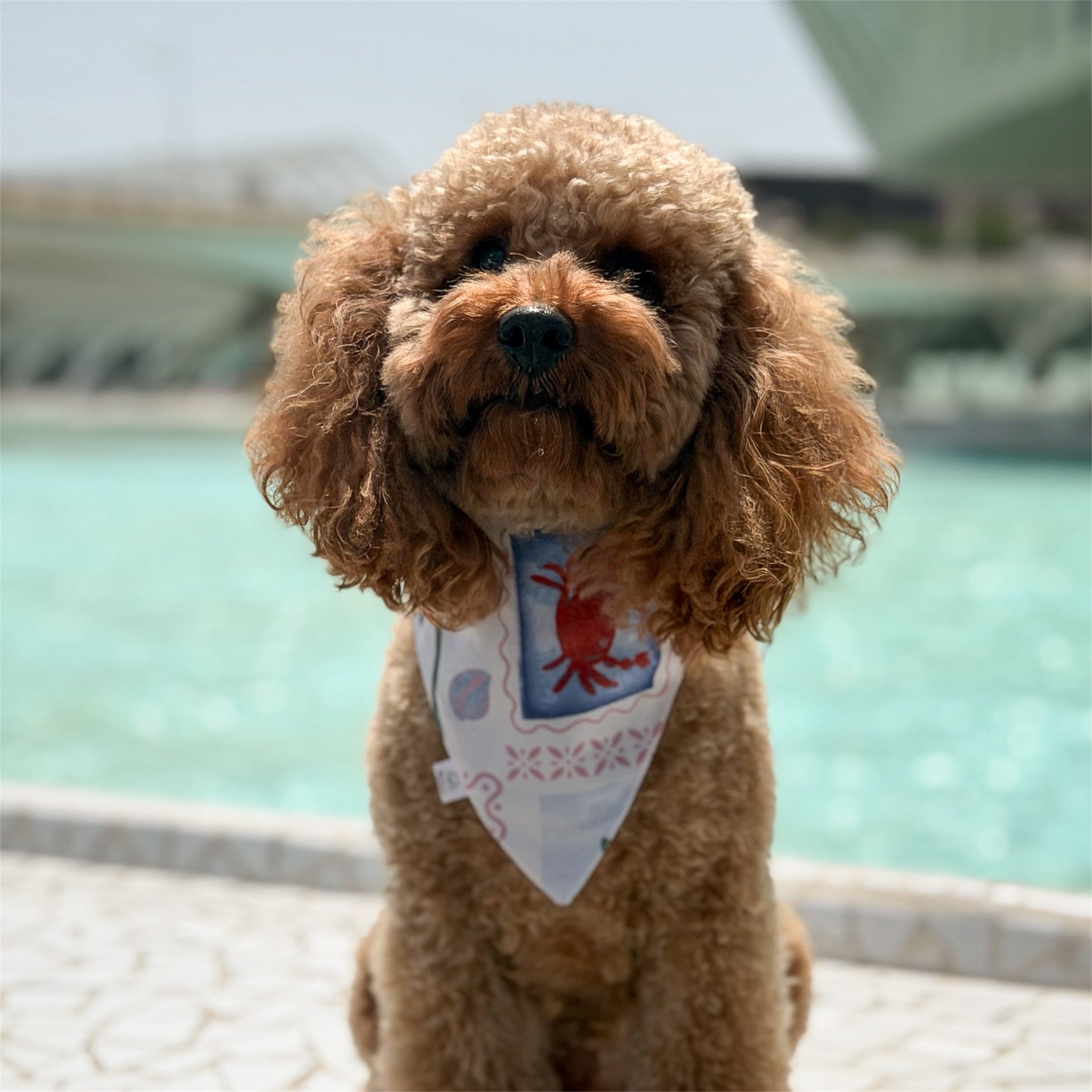 Poodle modeling the La Dolce Vita coastal dog bandana in Valencia.